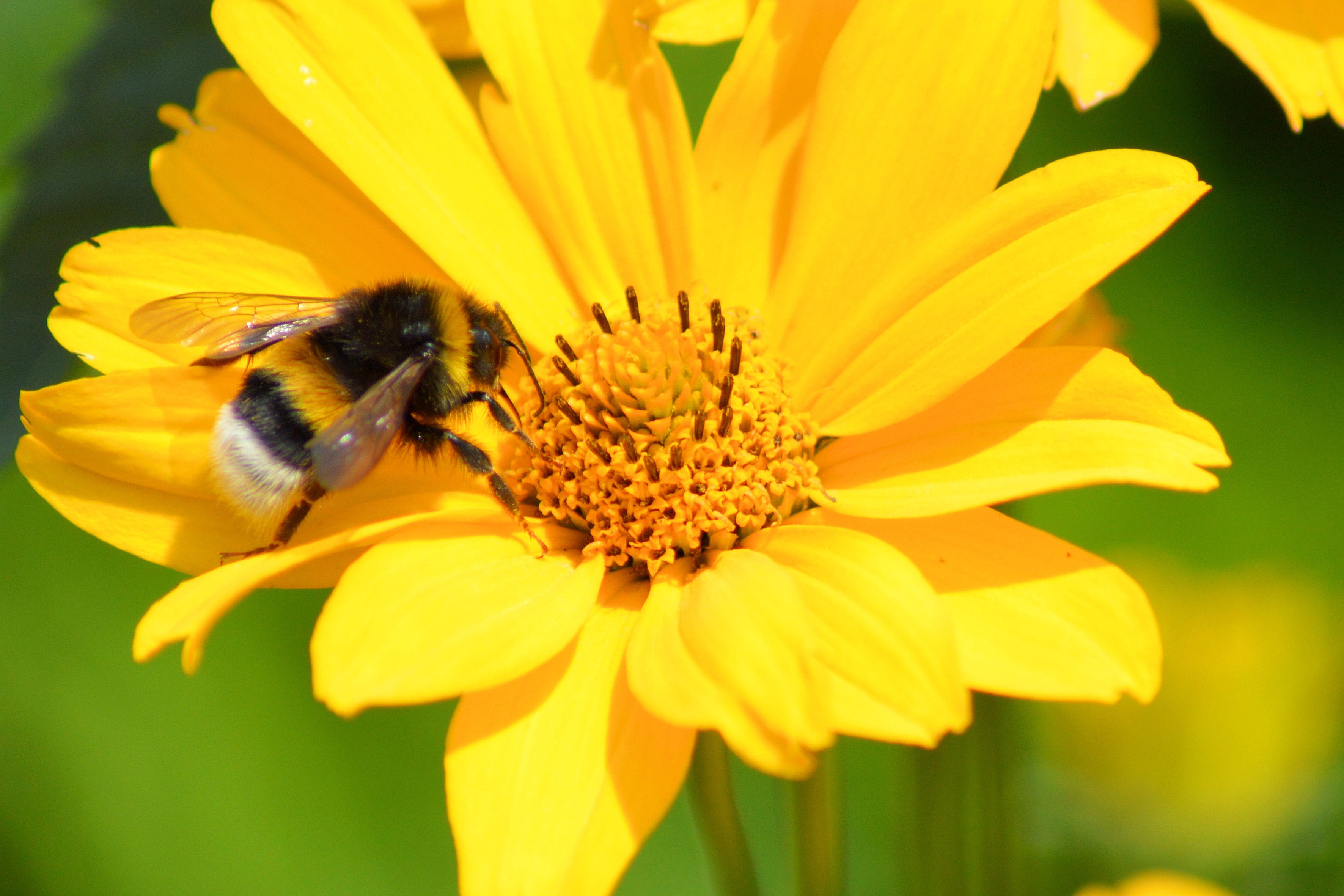 bee, close-up, Bloom, animals in the wild, pollination, growth, Blossom, beauty in nature, petal, flowering plant, fragility, nature, Hummel, outdoors, HD Wallpaper