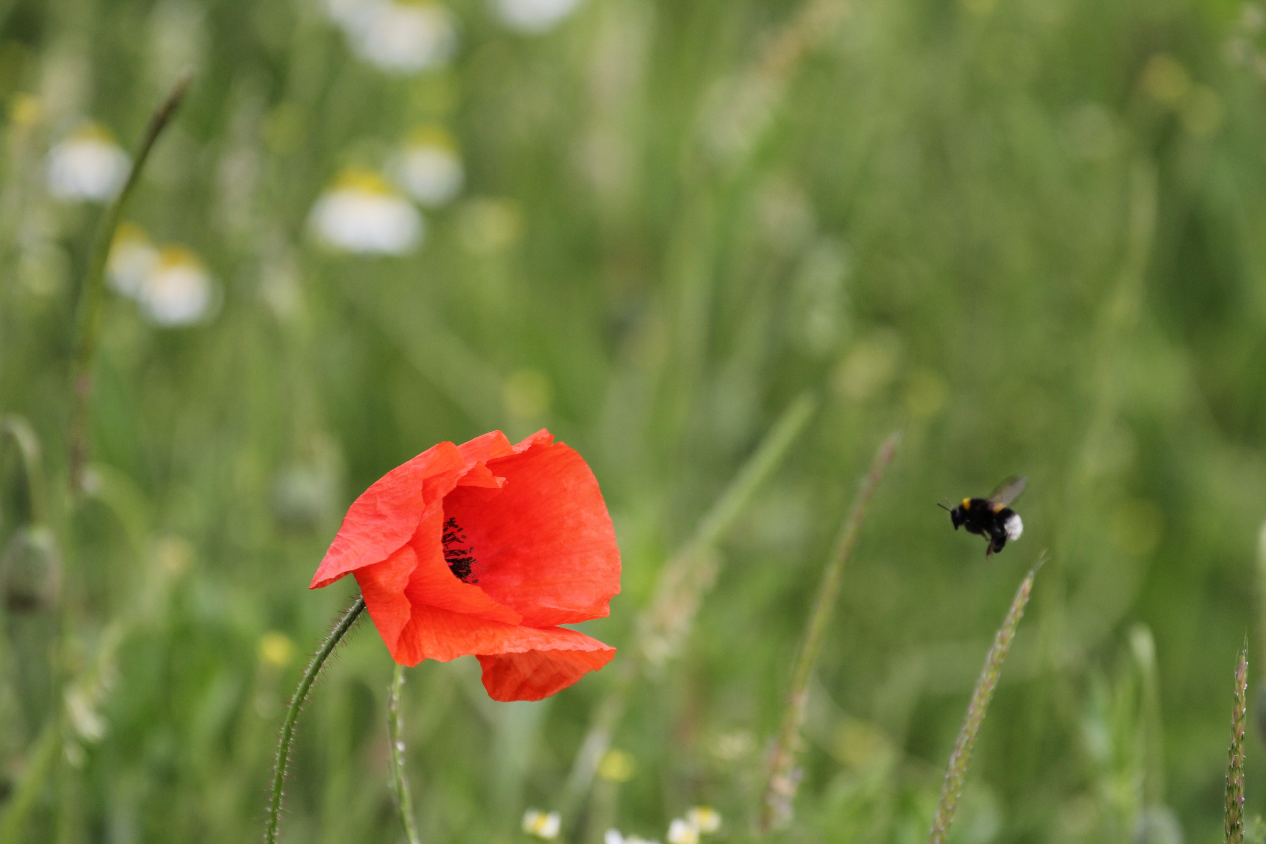 fragility, animal wildlife, field, bloom, growth, animal themes, insect, invertebrate, 5K, papaver rhoeas, close-up, bombus terrestris, animals in the wild, HD Wallpaper