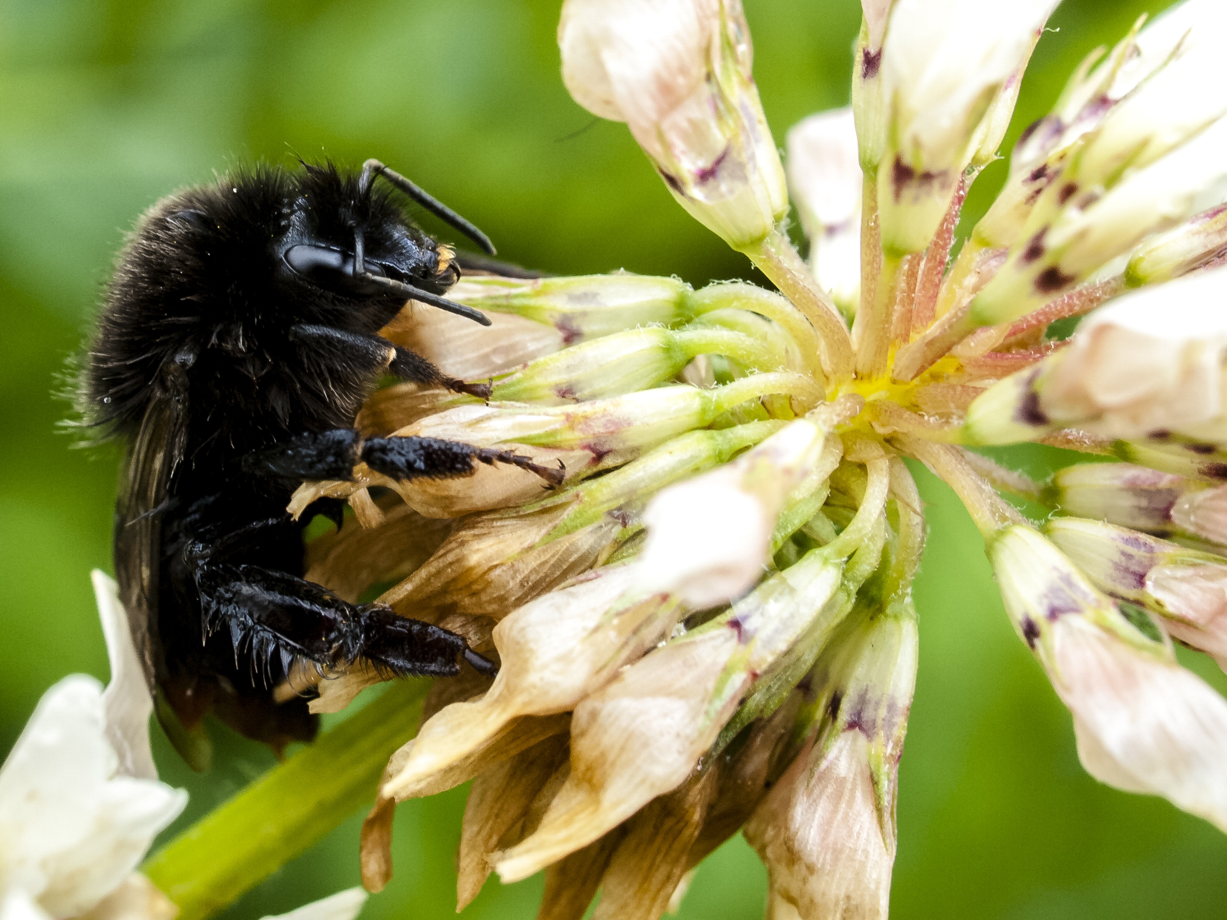 close-up, stone hummel, vulnerability, animal wildlife, invertebrate, fragility, flower, growth, freshness, hummel, animal themes, pollination, flowering plant, HD Wallpaper