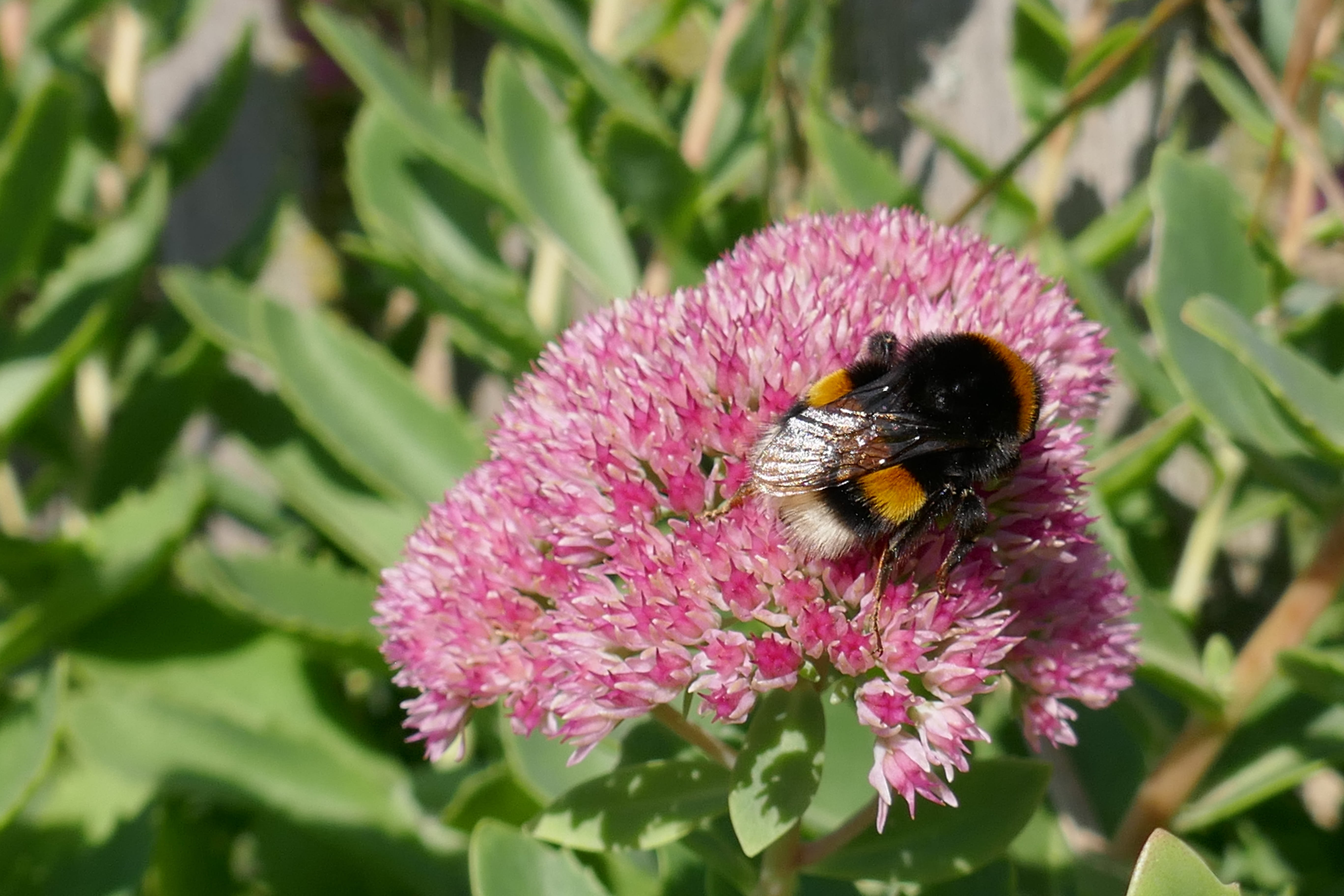 purple, petal, animal wildlife, flowering plant, 5K, growth, animal, animal wing, bloom, freshness, invertebrate, pink color, flower, bumblebee, fragility, HD Wallpaper