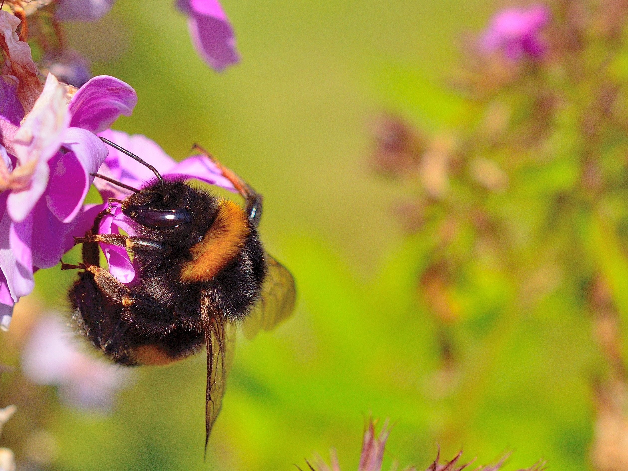 hummel, beauty in nature, 1080P, blossom, animals in the wild, petal, animal wildlife, pollination, focus on foreground, one animal, bee, plant, no people, HD Wallpaper