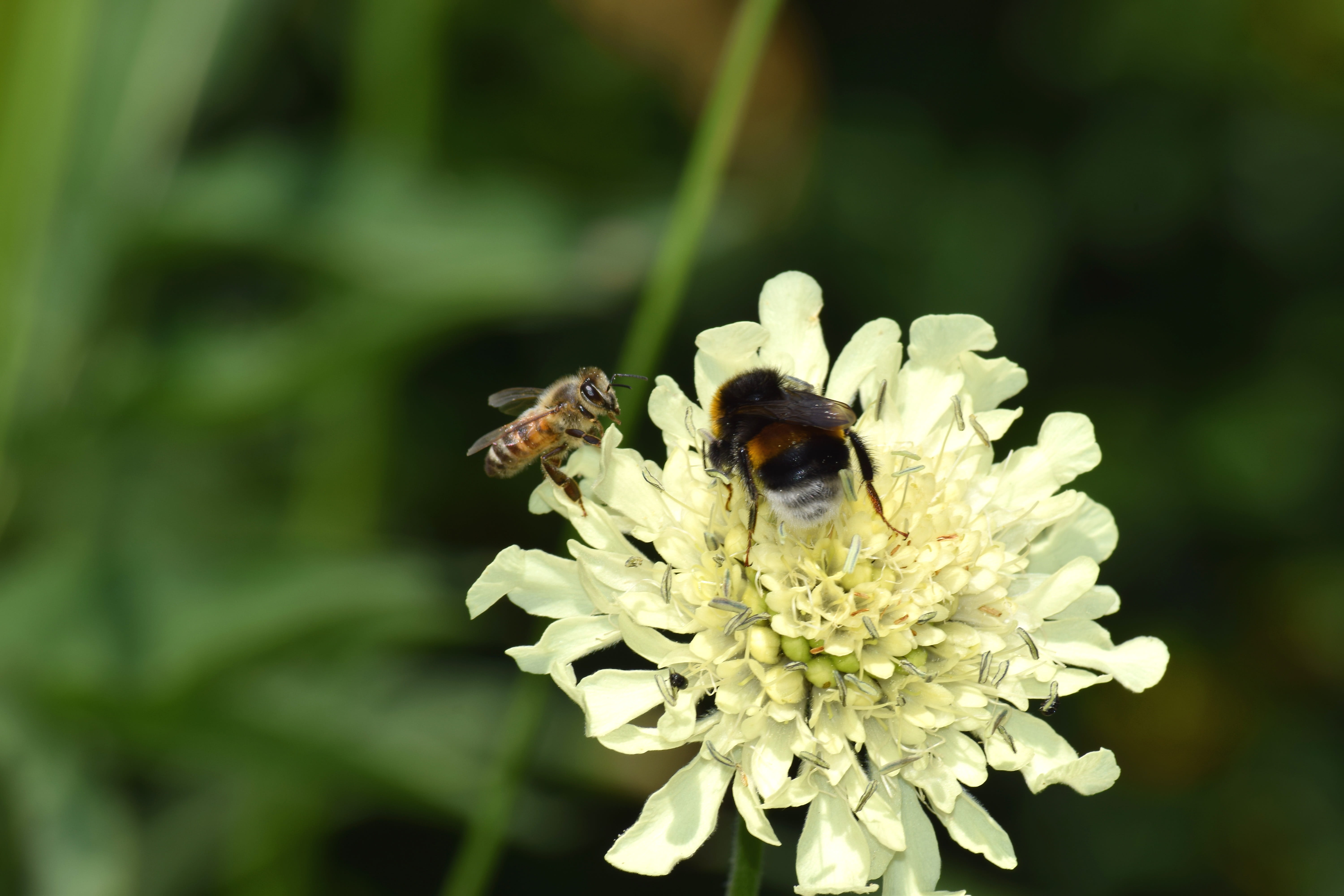 one animal, animal wildlife, outdoors, carnica, flower head, 5K, invertebrate, beauty in nature, insect, close-up, plant, bee, blüte, hummel, freshness, HD Wallpaper