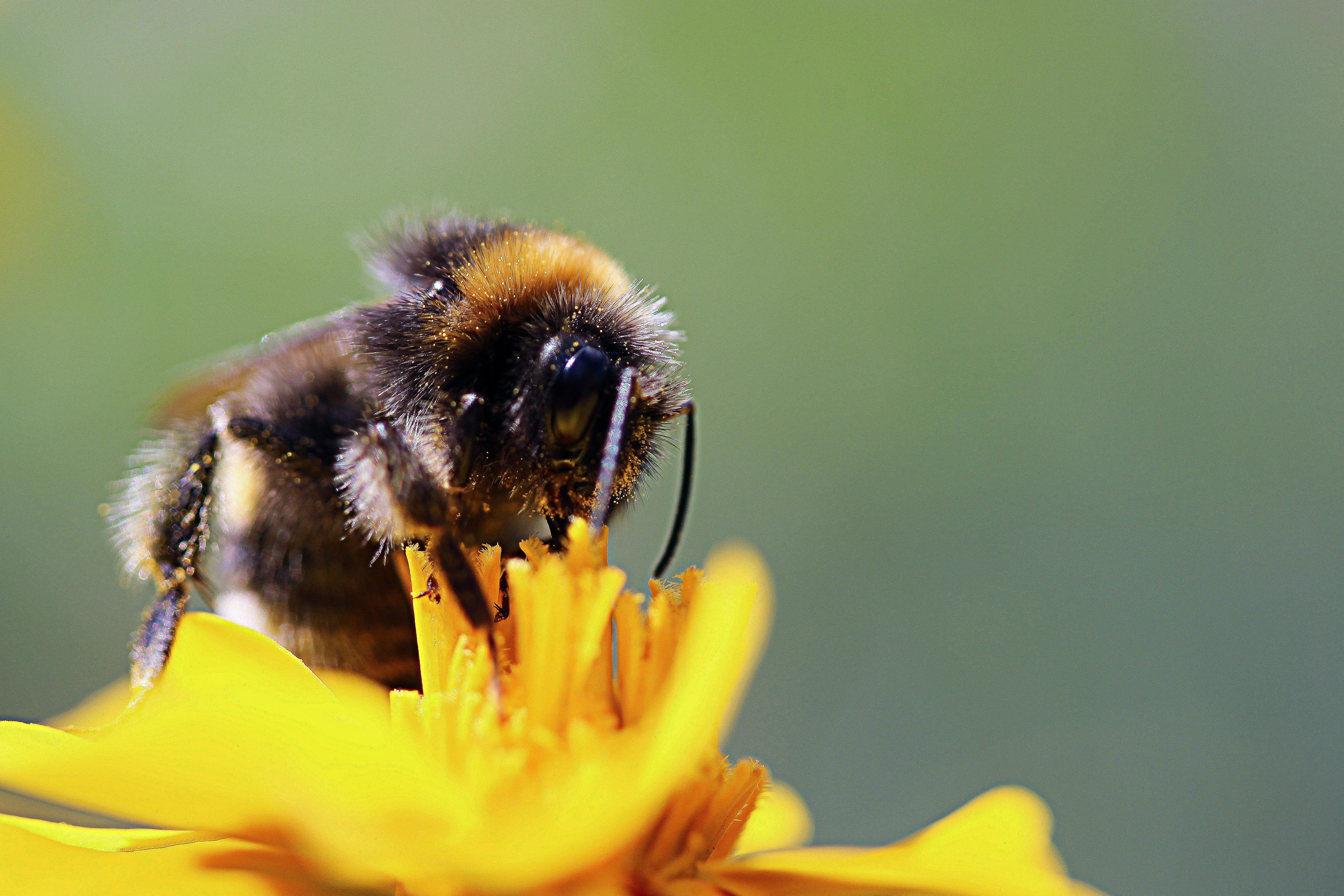 inflorescence, bumblebee, outdoors, close up, flower head, animal, 4K, invertebrate, garden, nectar, close-up, insect, sprinkle, blossom, bombus, pollination, HD Wallpaper