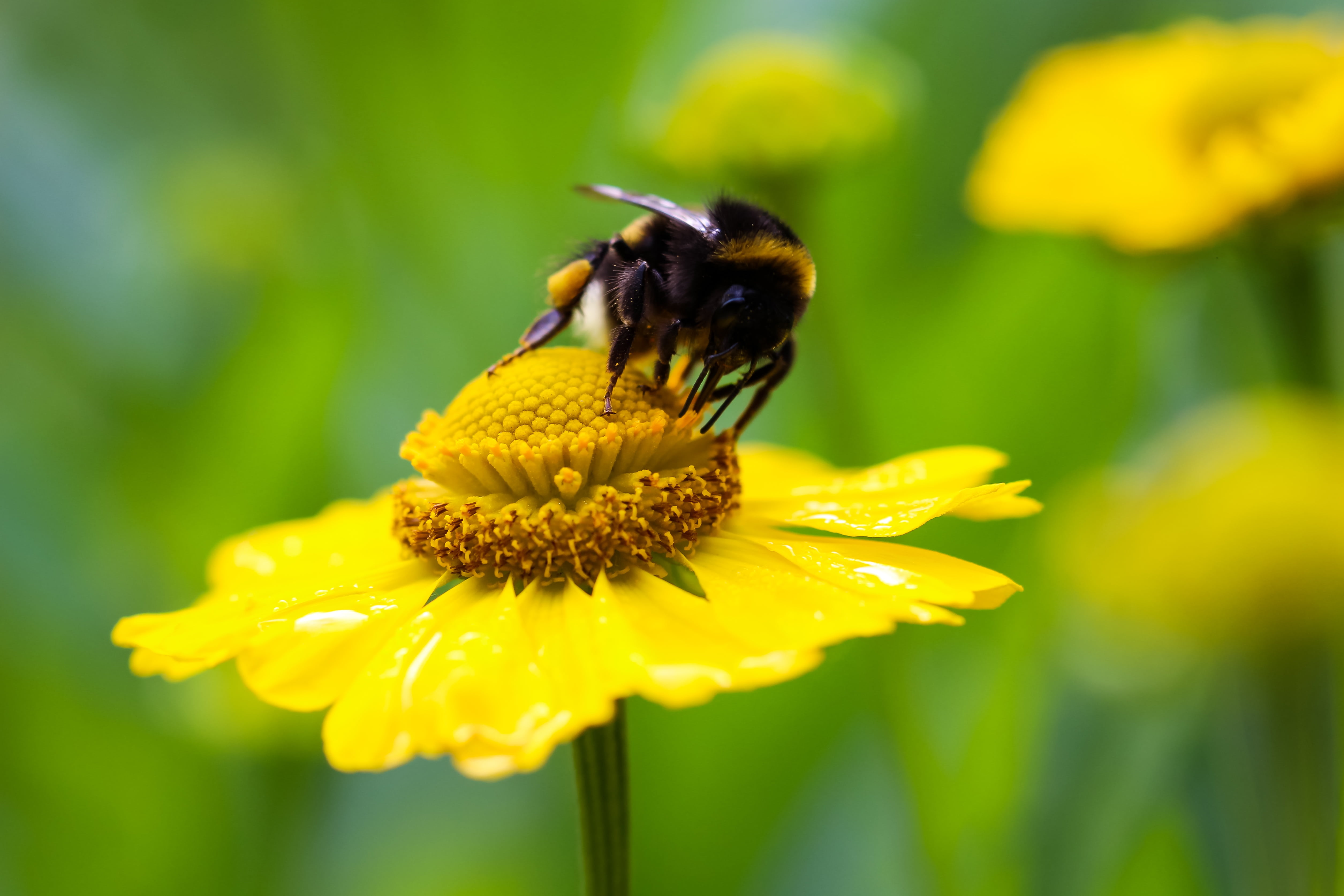 4K, animal wildlife, insect, pollination, animal, hymenoptera, summer, nectar, nature, plant, no people, beauty in nature, flowering plant, outdoors, hummel, HD Wallpaper