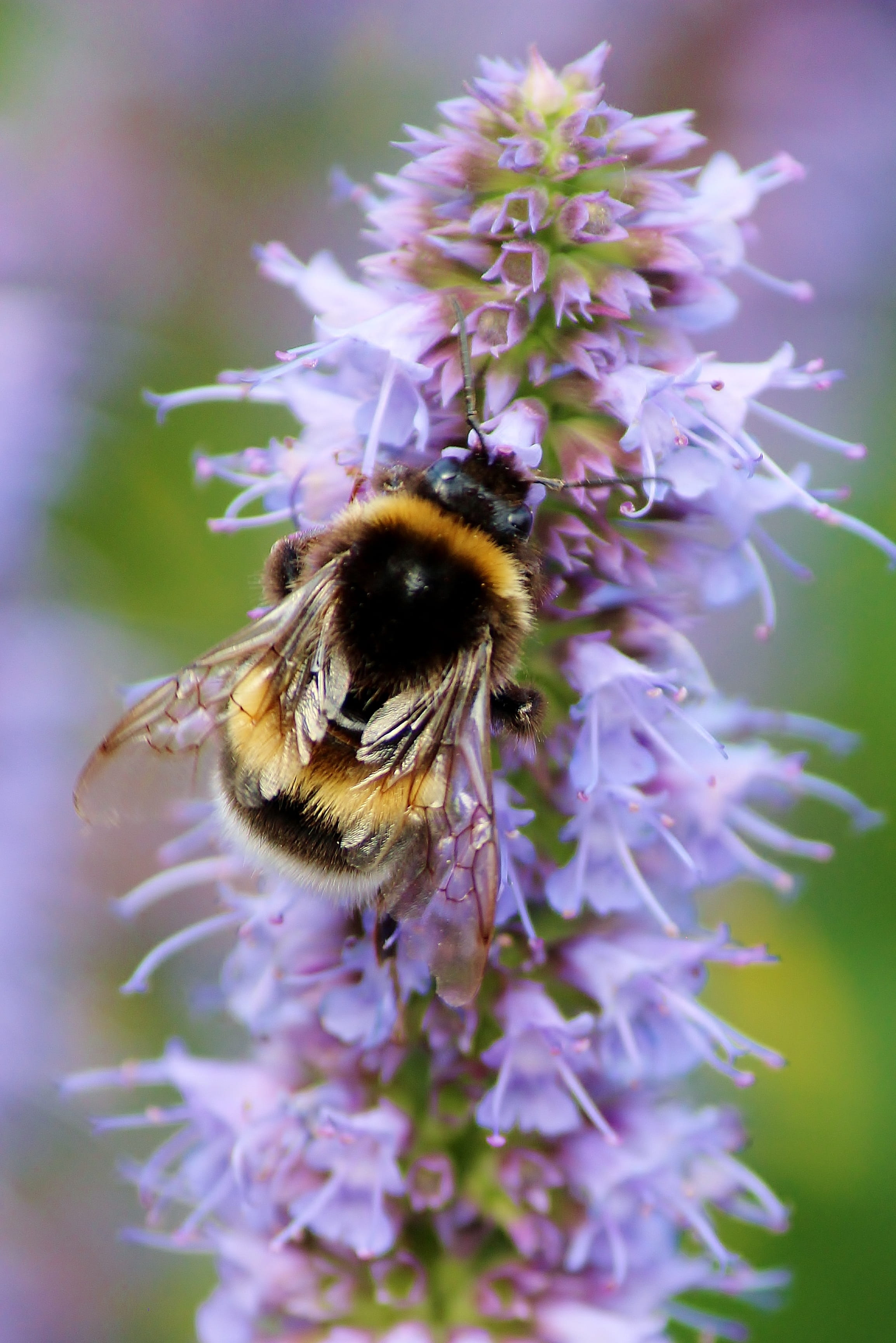 bumblebee, hummel, beauty in nature, nectar, close, blossom, purple, honey, insect, no people, pollen, animal themes, bee, nature, animal wildlife, growth, Phone HD Wallpaper