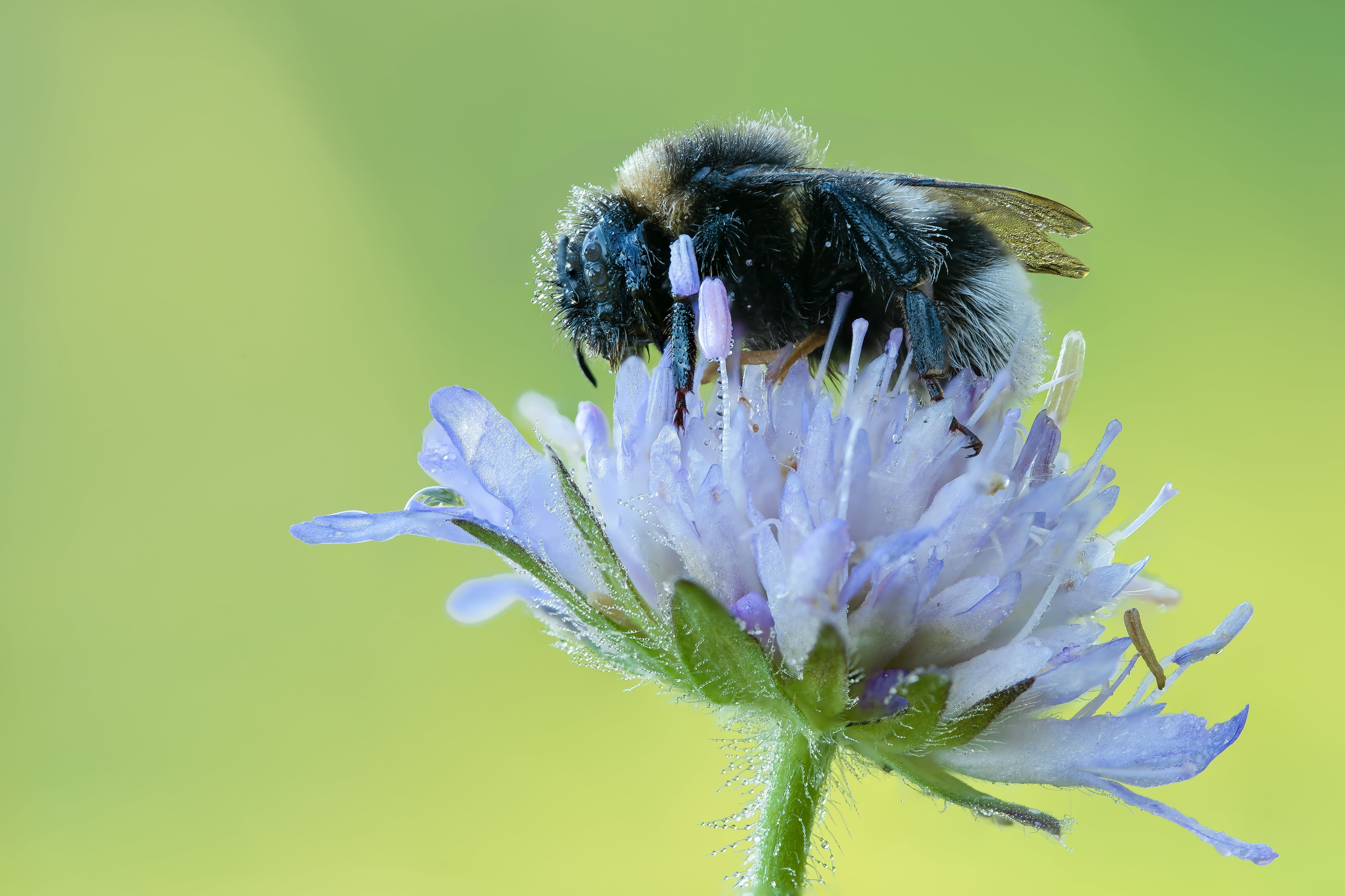 pollen, purple, freshness, insect, nature, animal themes, close-up, dewdrop, vulnerability, dew, hummel, petal, flower head, green background, bumblebee, HD Wallpaper