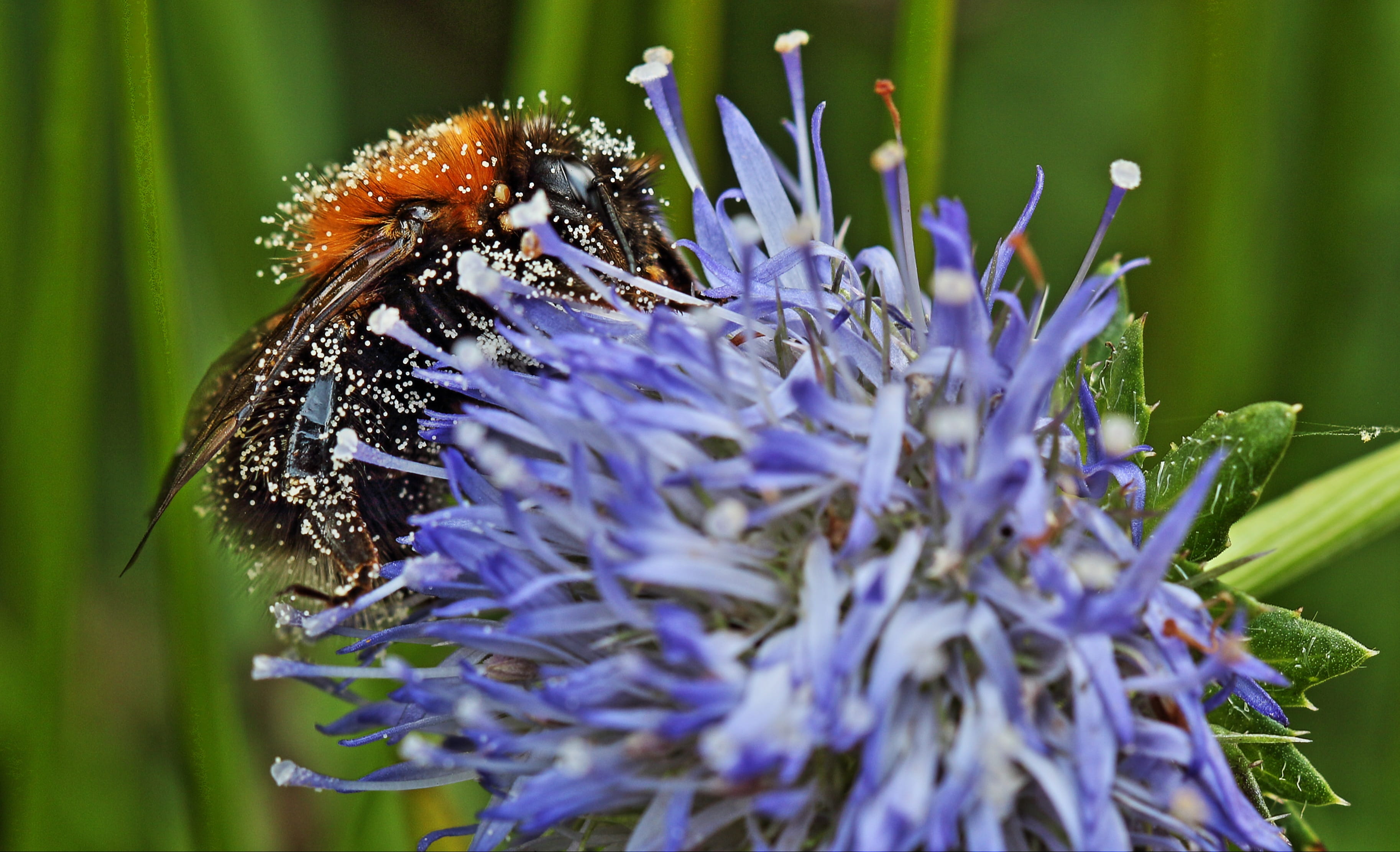 vulnerability, insect, animal wildlife, purple, flower, green Color, Close, freshness, single Flower, macro, petal, one animal, animal, Hummel, 2K, beauty In Nature, HD Wallpaper