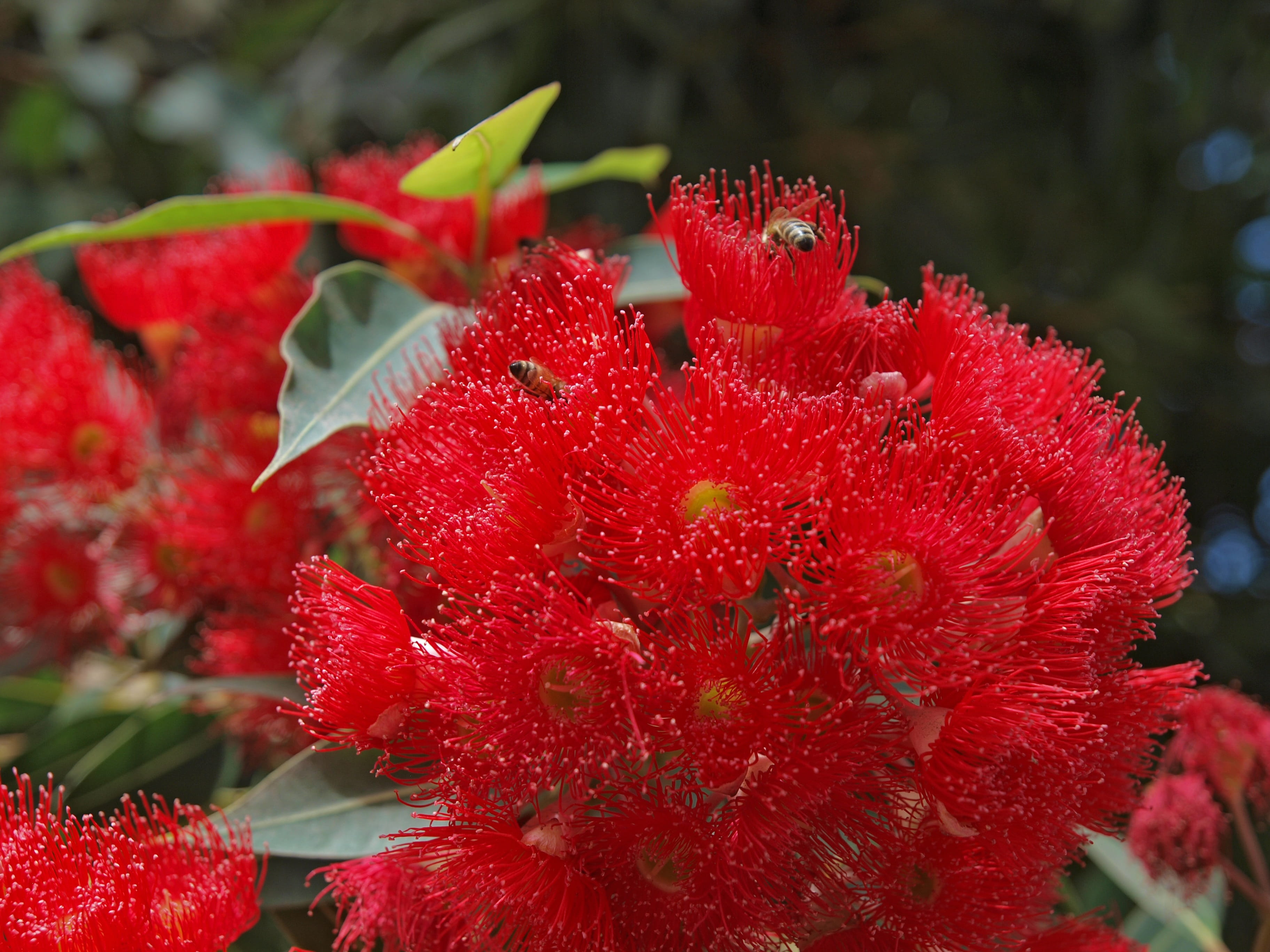 beauty in nature, leaf, branch, floral, bright, plant, honey bee, color, shrub, red, bee, vulnerability, no people, summer, closeup, growth, season, fragility, HD Wallpaper