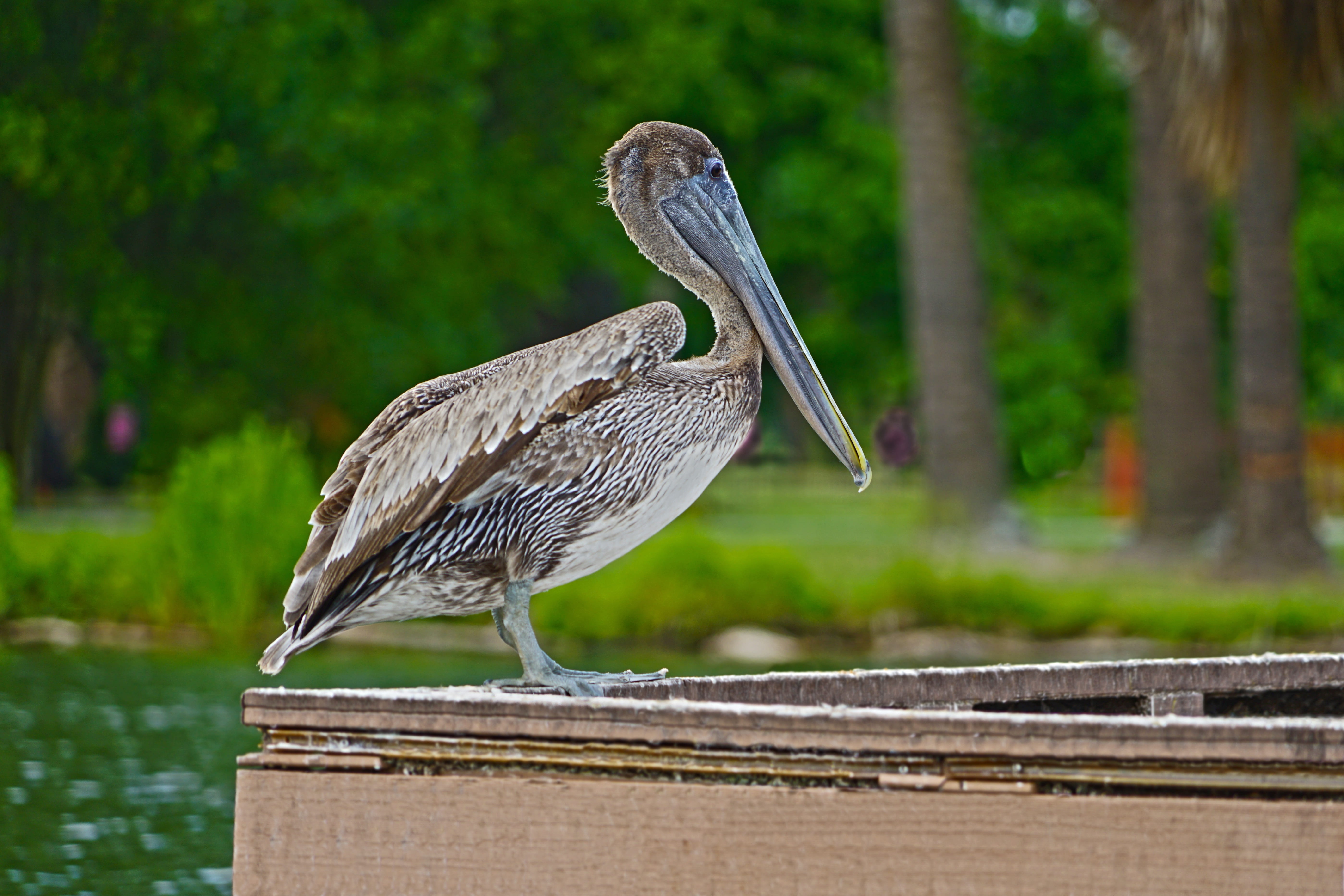 outdoors, animals in the wild, bird, nature, large water birds, city park, water, wood - material, 5K, no people, long beak, white, animal themes, profile view, HD Wallpaper