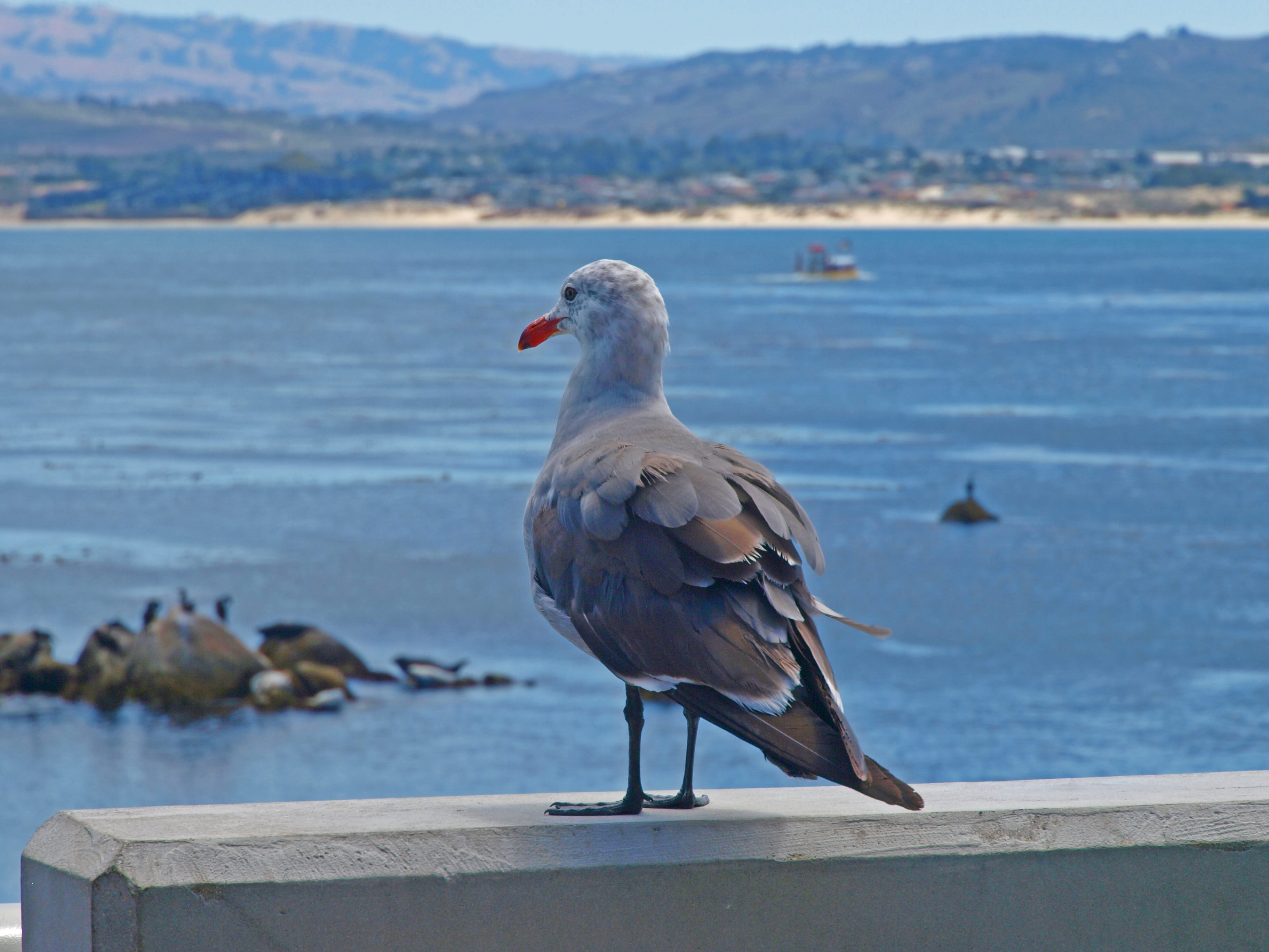 san francisco, mouth open, day, no people, rock, wall, seagull, bay area, bay, beach, beauty in nature, animals in the wild, sea, california, 2K, travel, HD Wallpaper