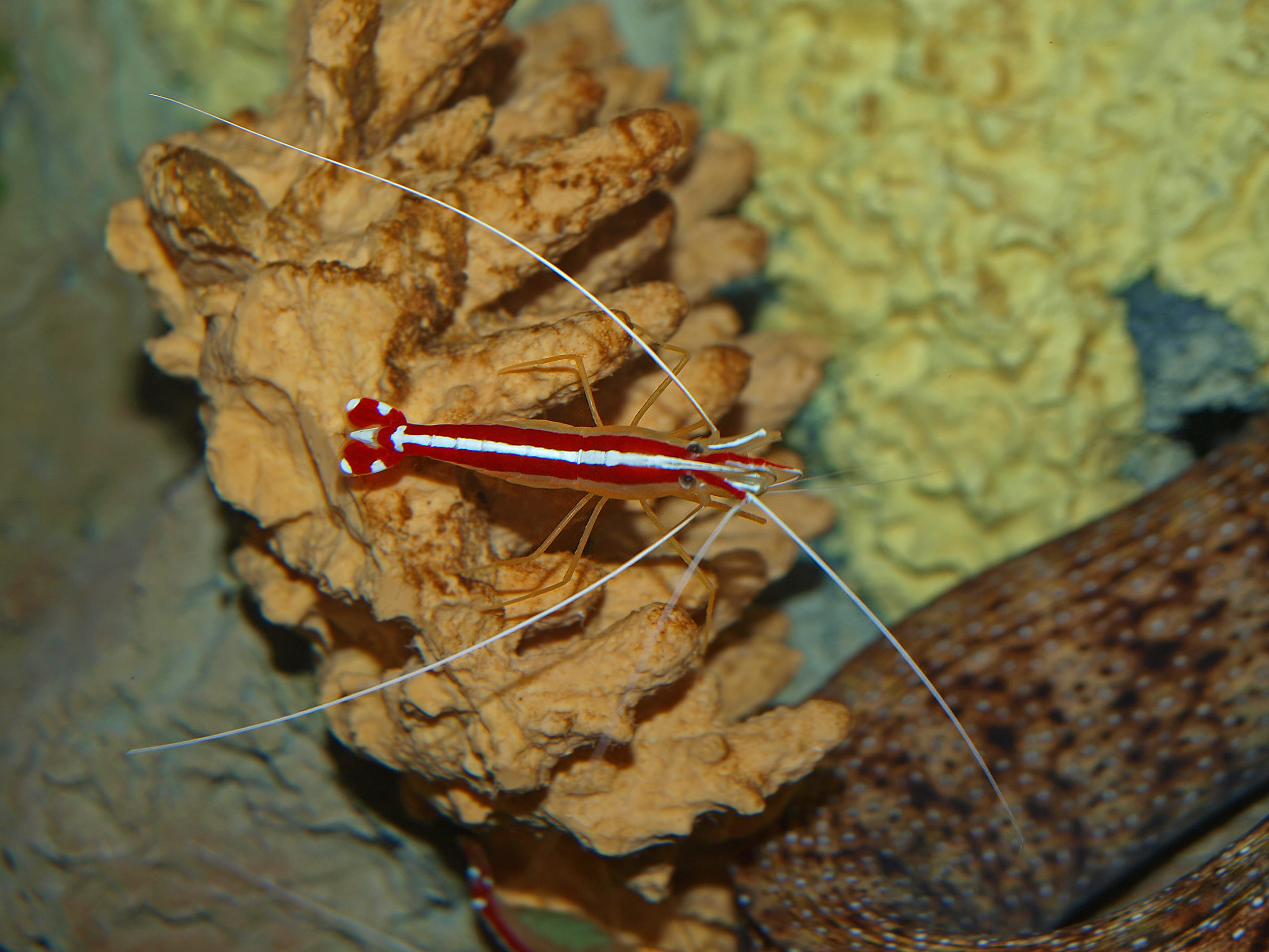 monterey aquarium, desktop, closeup, dry, sea life, selective focus, 2K, tropical, sea, nature, wood, food and drink, close-up, insect, shrimp, gabriel raggio, HD Wallpaper