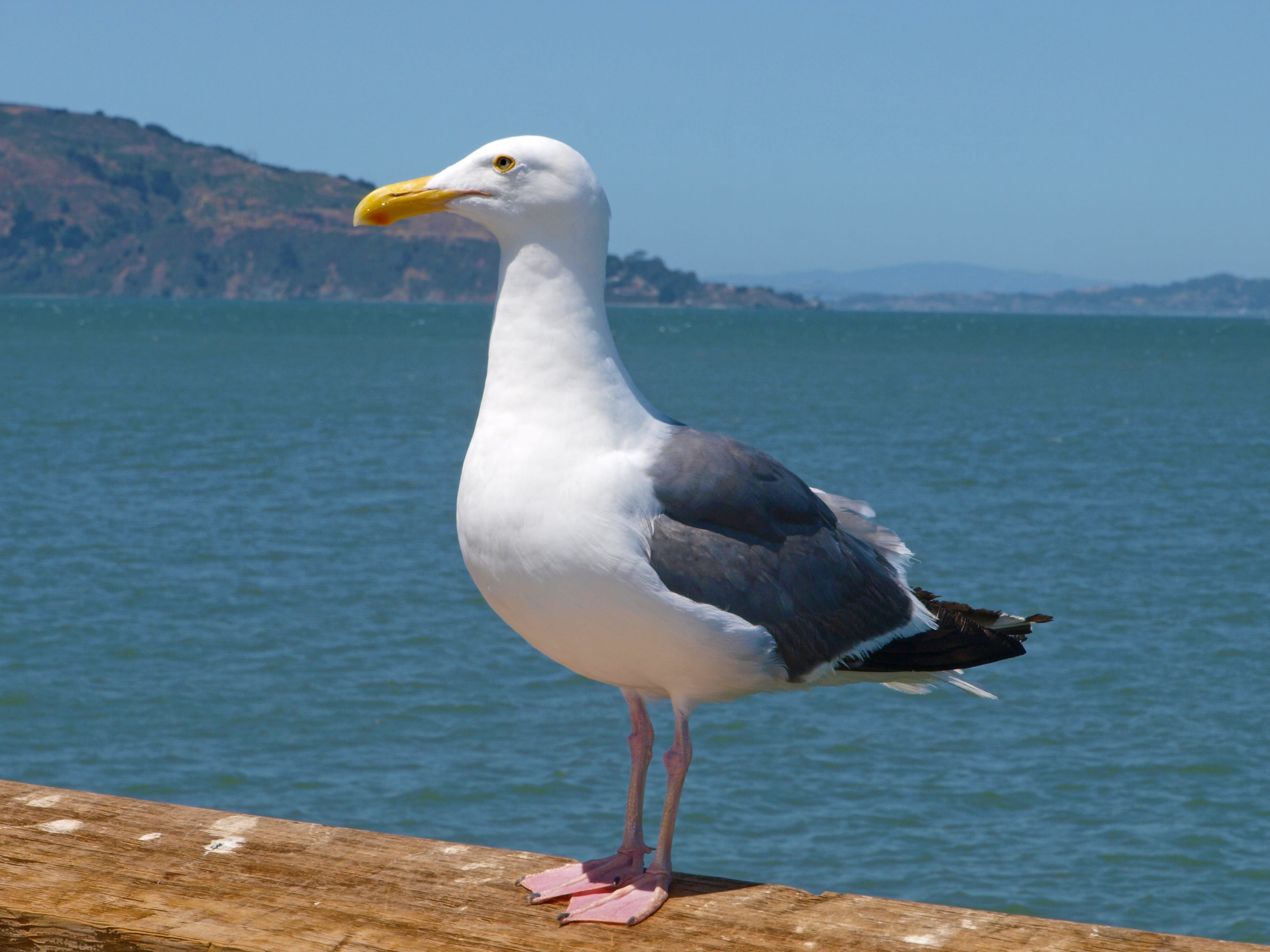 outdoors, one animal, ocean, travel, beak, seashore, sea, perching, beach, animal, animals in the wild, wing, california, summer, mountains, close-up, seagulls, HD Wallpaper