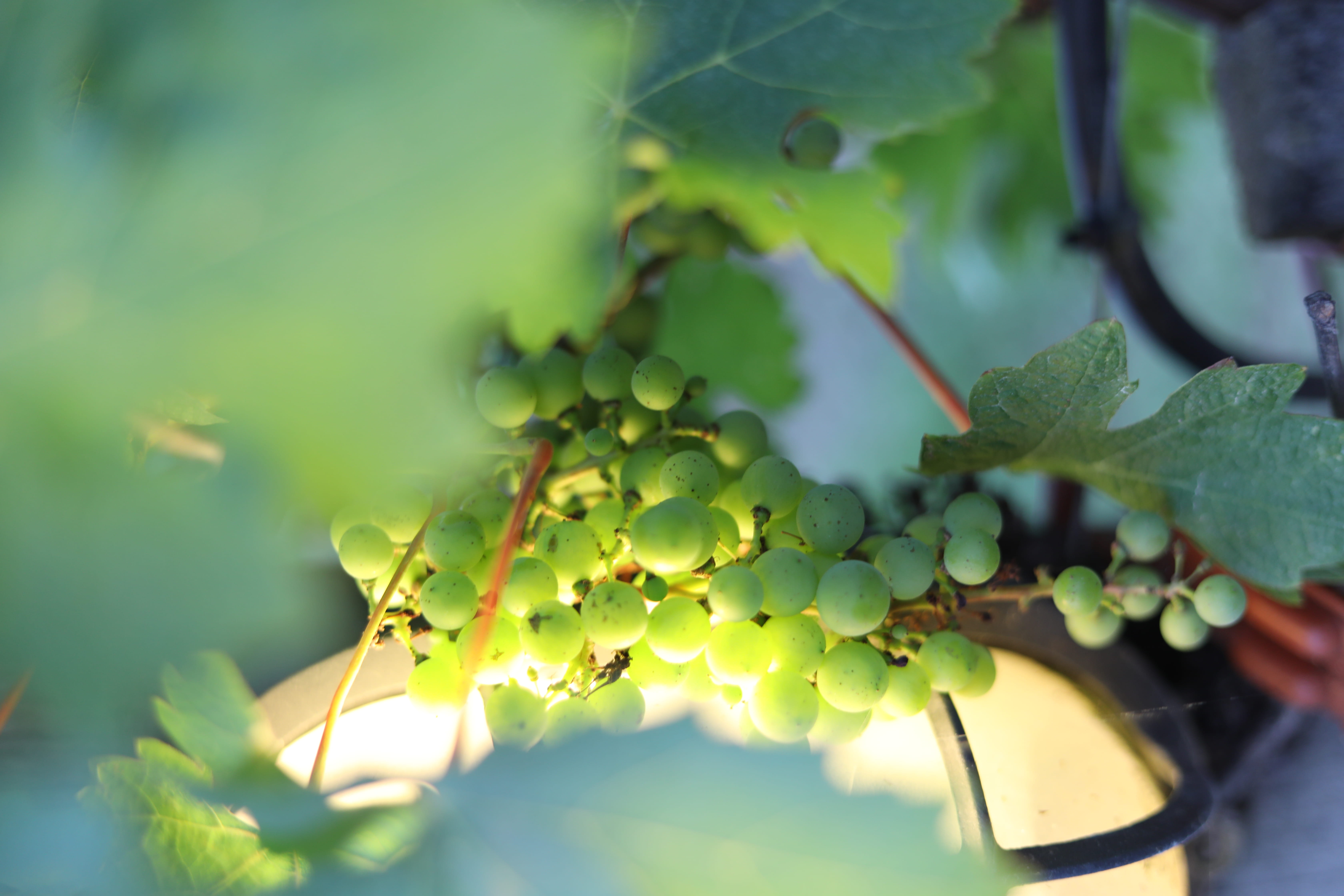 martillac, vineyard, château smith haut lafitte, healthy eating, outdoors, plant, food, green color, selective focus, fruit, beauty in nature, leaf, agriculture, HD Wallpaper