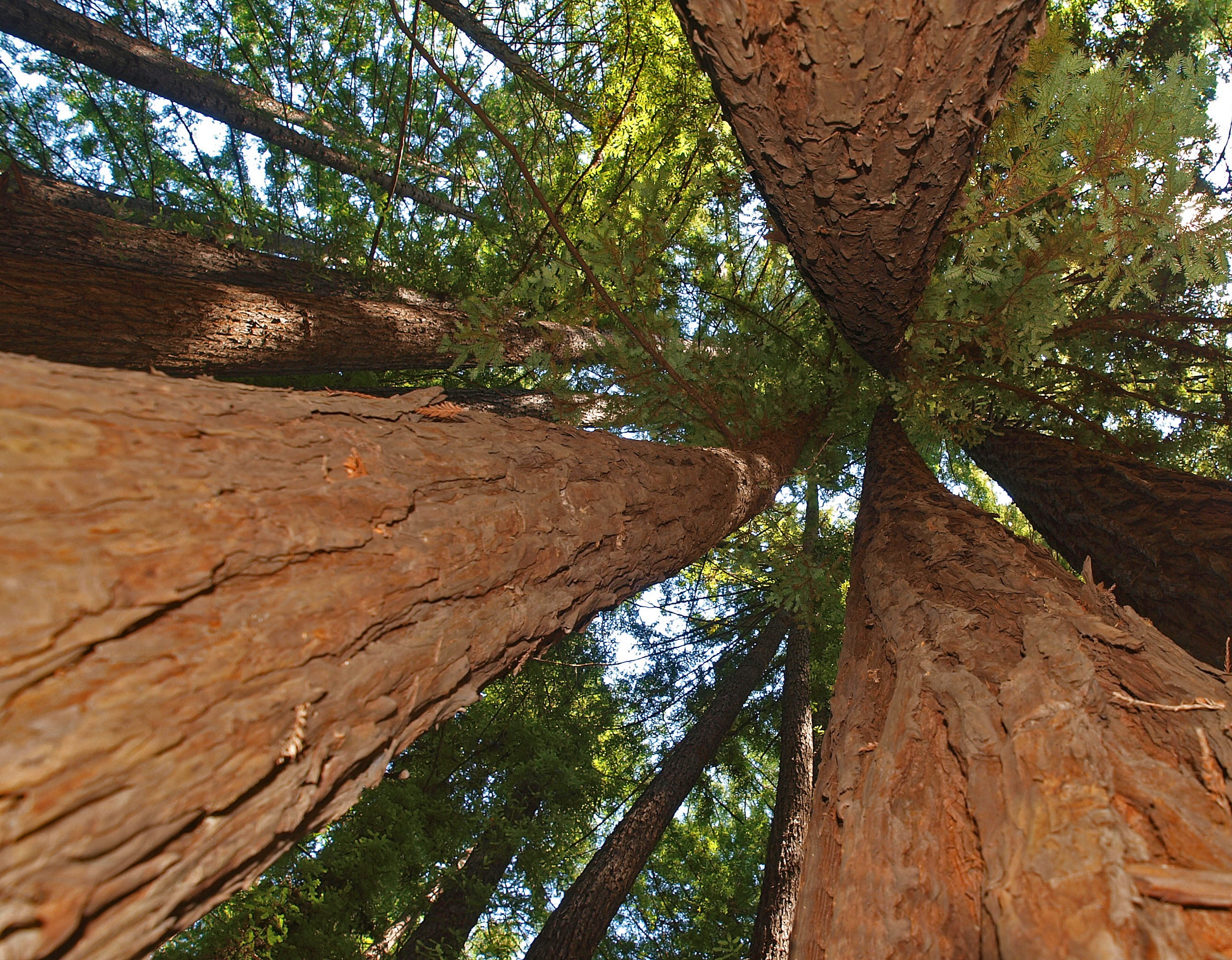 beautiful, tranquility, flora, fair weather, no people, bark, wood, rock, tree canopy, plant, santa cruz, nature, landscape, leaf, land, brown, sequoia, HD Wallpaper