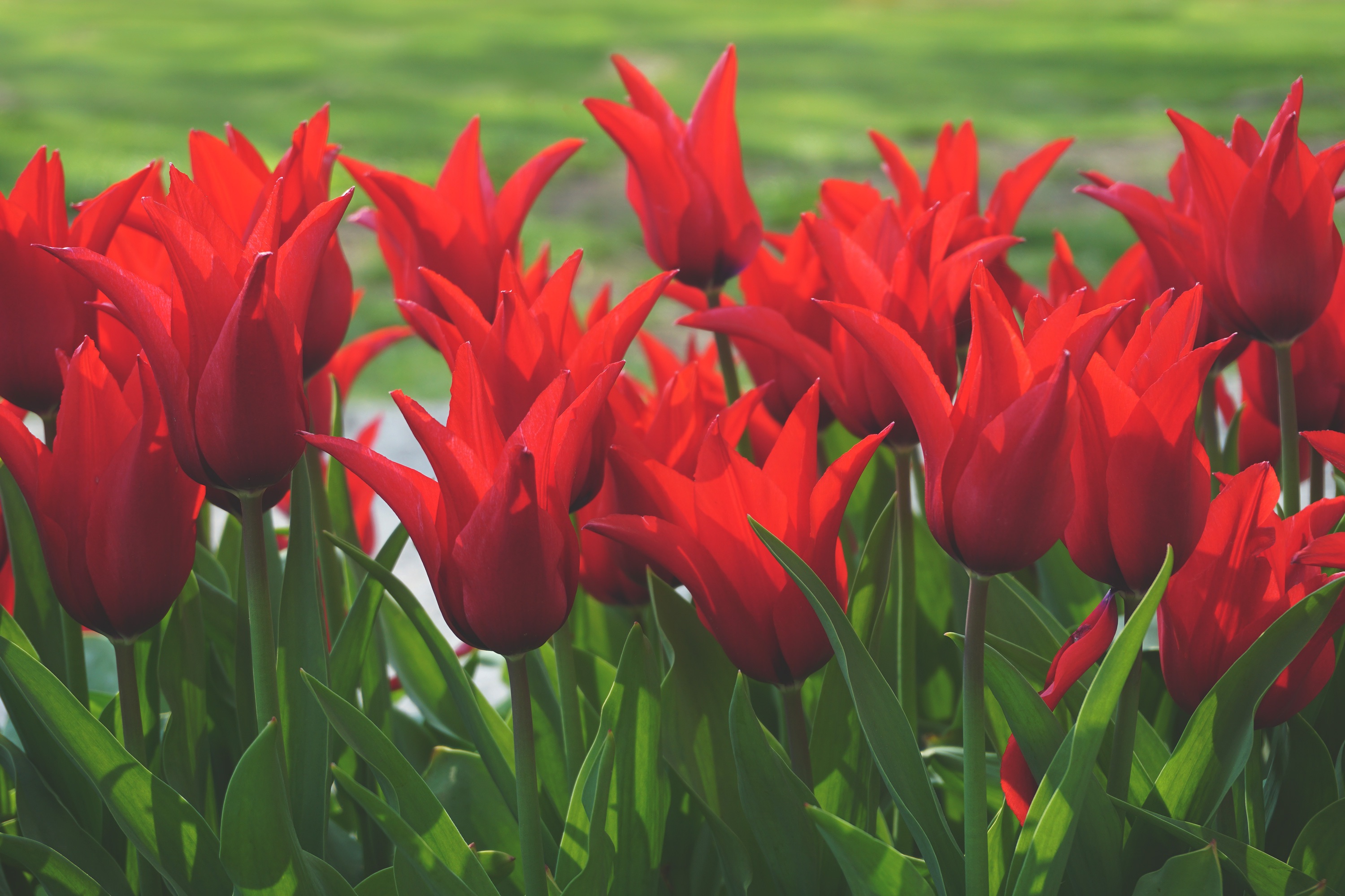 blooom, tulips, growth, flower Head, wooden, field, nature, outdoors, flowerbed, fragility, day, tulip, season, sunlight, ref, light, sun, landscape, freshness, HD Wallpaper