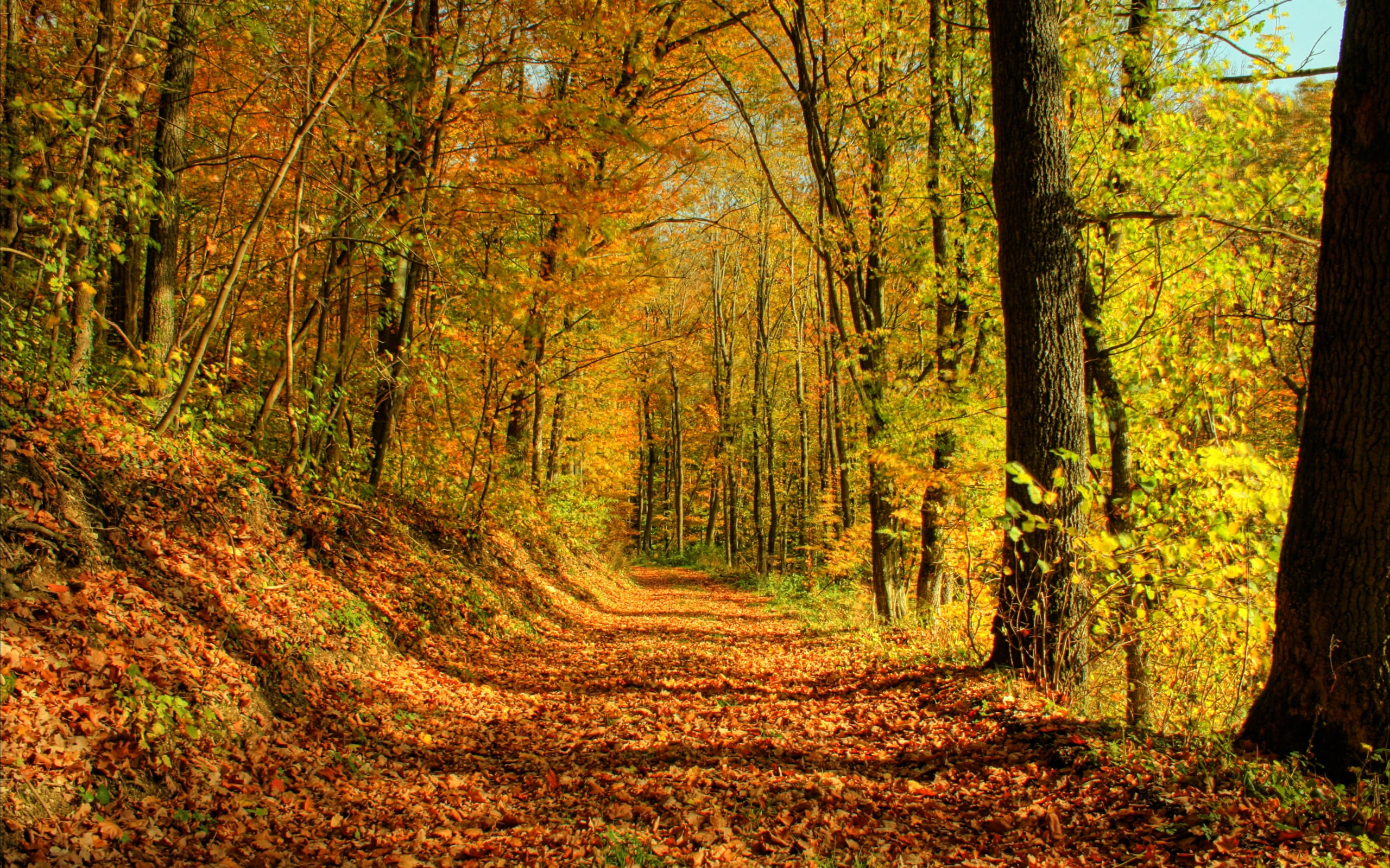 leafed, single Lane Road, road, forest, deciduous Tree, landscape, day, red, change, color Image, october, leaf, season, sunlight, tranquility, gold Colored, HD Wallpaper