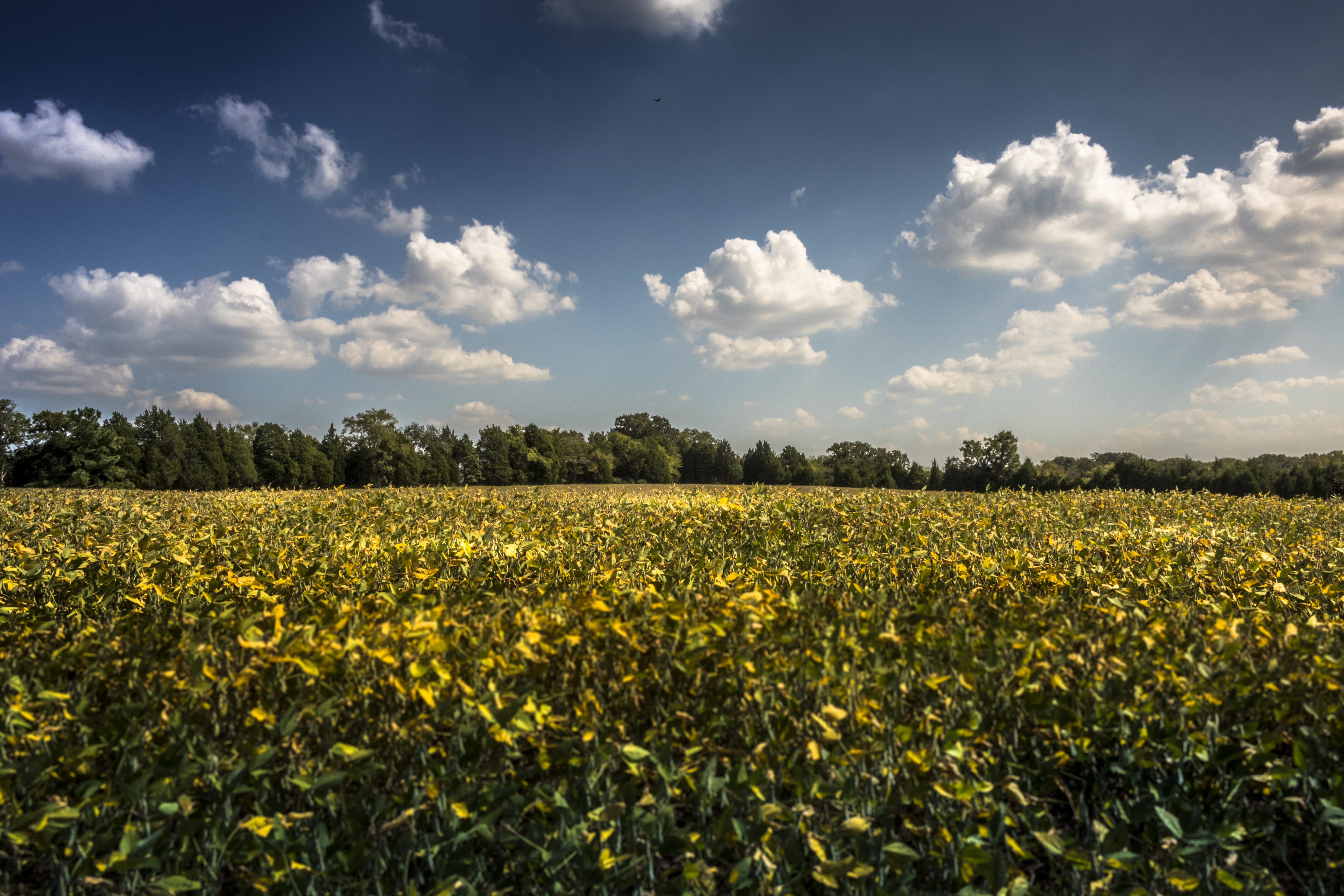 field, sun, cloud - sky, sky, scenics - nature, no people, environment, beauty in nature, land, nature, lebanon, clouds, farm, midday, trees, plant, united states, HD Wallpaper