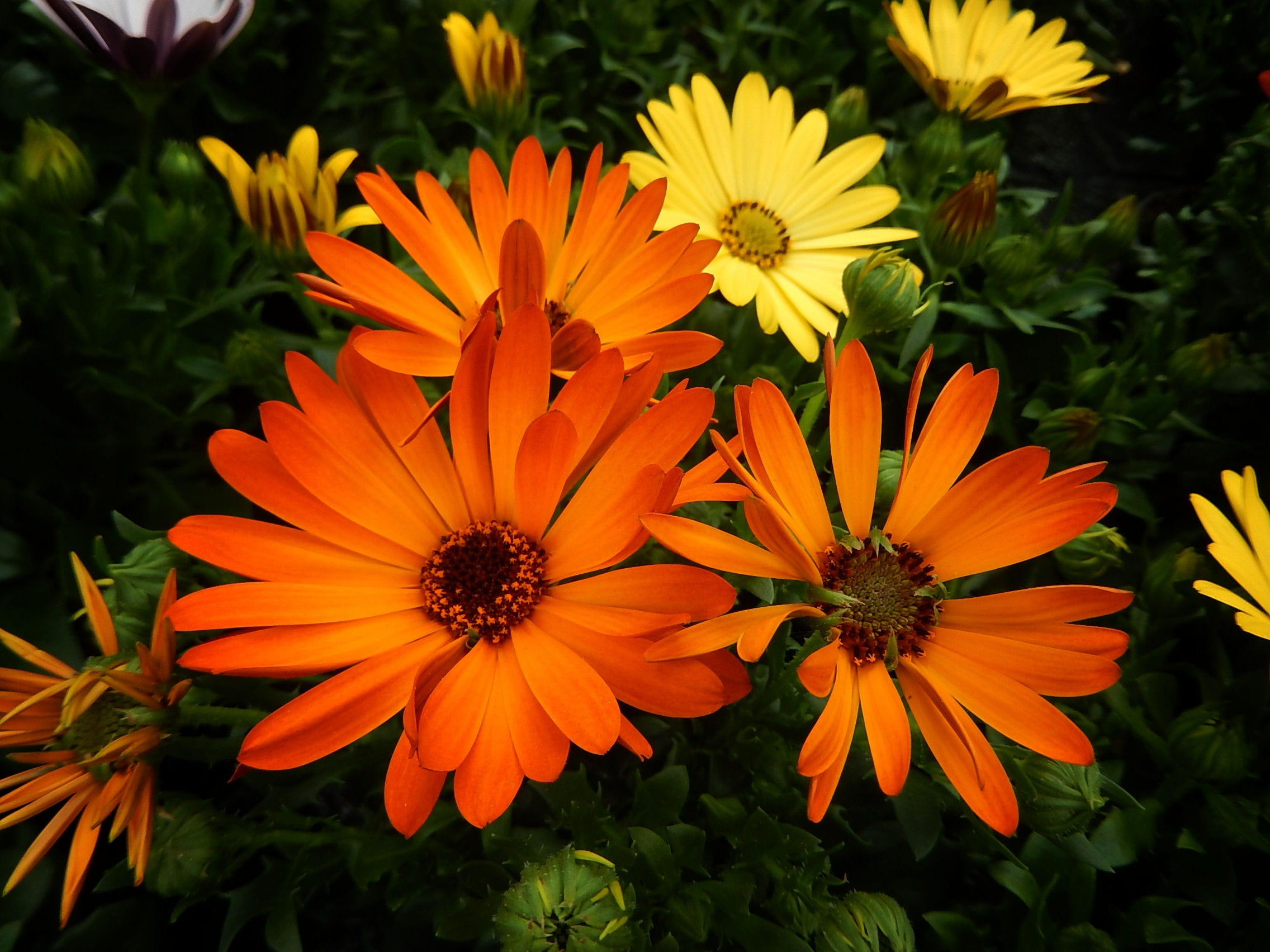 flower head, inflorescence, petal, flower, freshness, orange color, Flowers, flowering plant, yellow, outdoors, flowerbed, vulnerability, summer, 1080P, HD Wallpaper