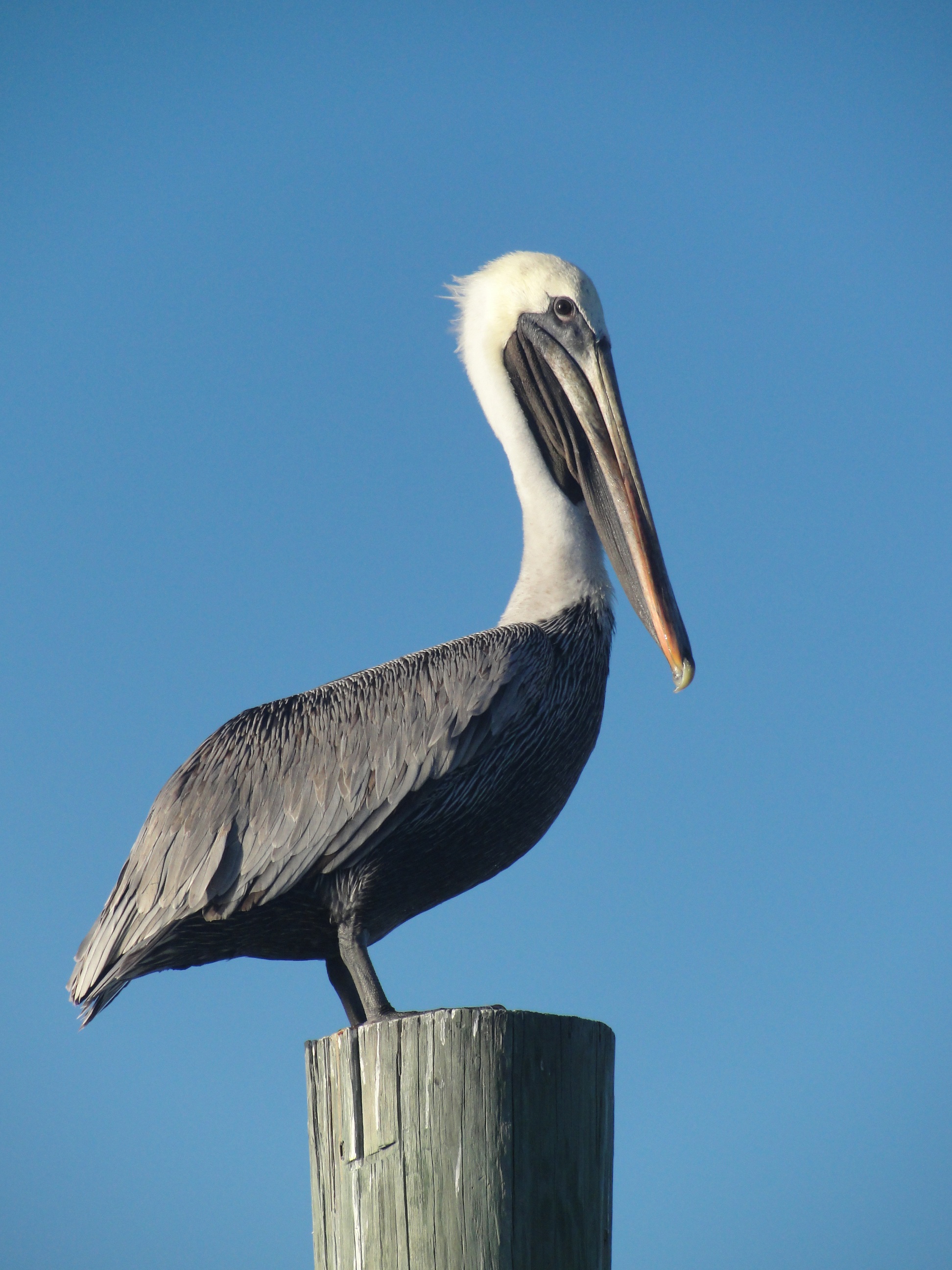 wood, wildlife, post, outdoors, sky, animal themes, animal, beak, copy space, bird, harbor, wooden post, vertebrate, animal wildlife, neck, wing, harbour, Phone HD Wallpaper