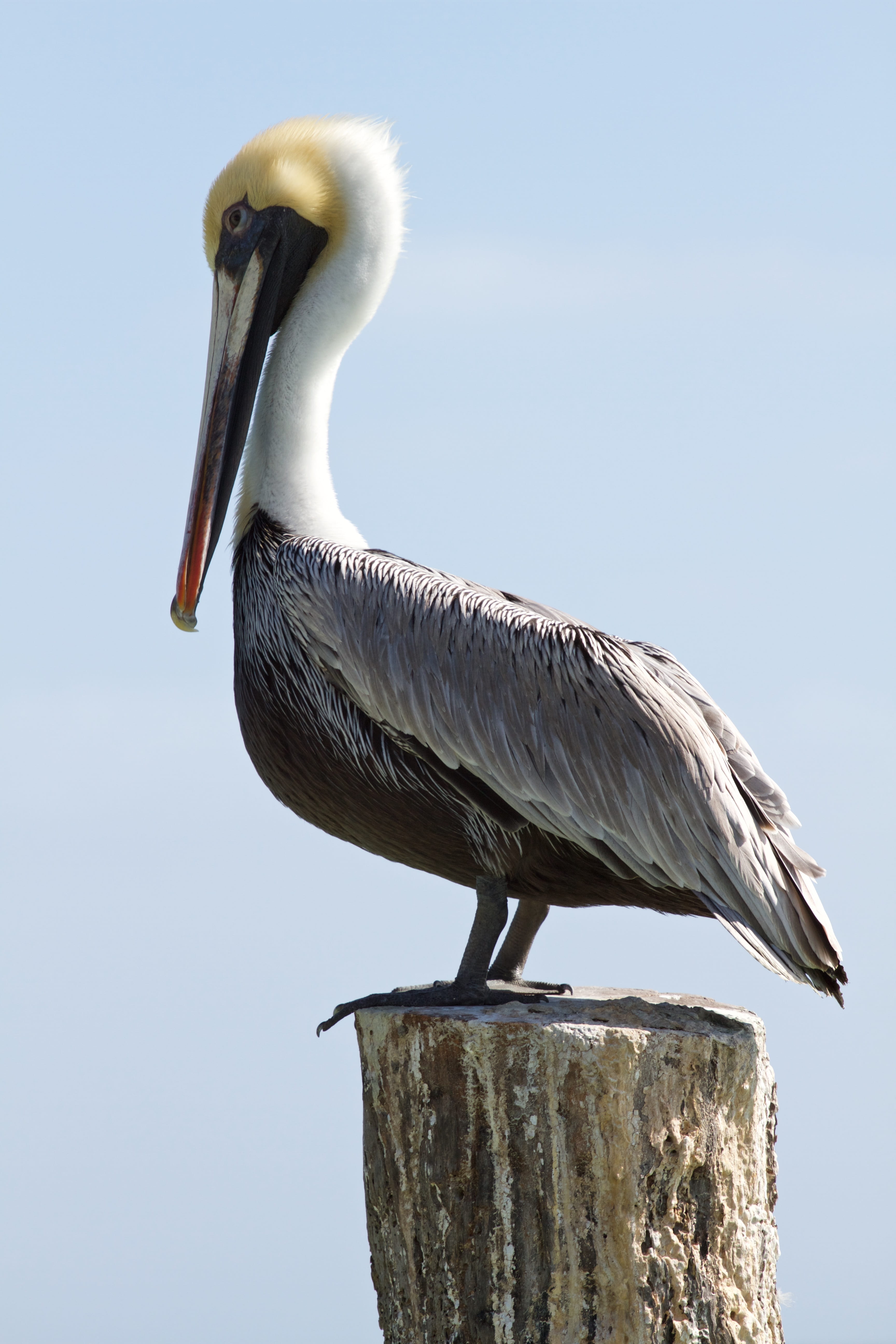 vertebrate, wildlife, pelican, wood - material, animal wildlife, sunlight, bird, perching, nature, sky, outdoors, animal neck, focus on foreground, no people, Phone HD Wallpaper