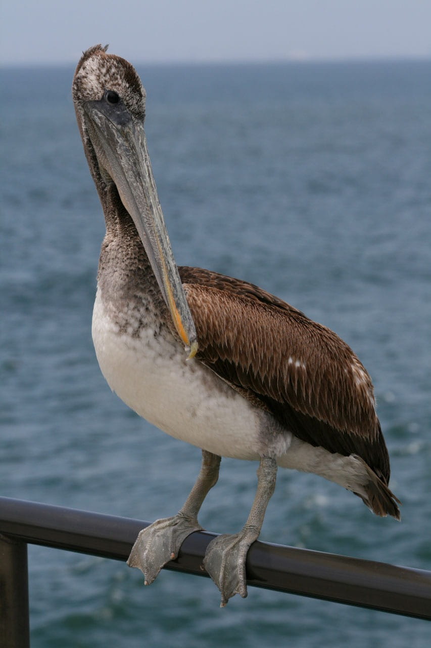 coast, sea, beauty in nature, pelican, focus on foreground, animal themes, one animal, perching, bird, nature, animals in the wild, wood - material, day, Phone HD Wallpaper