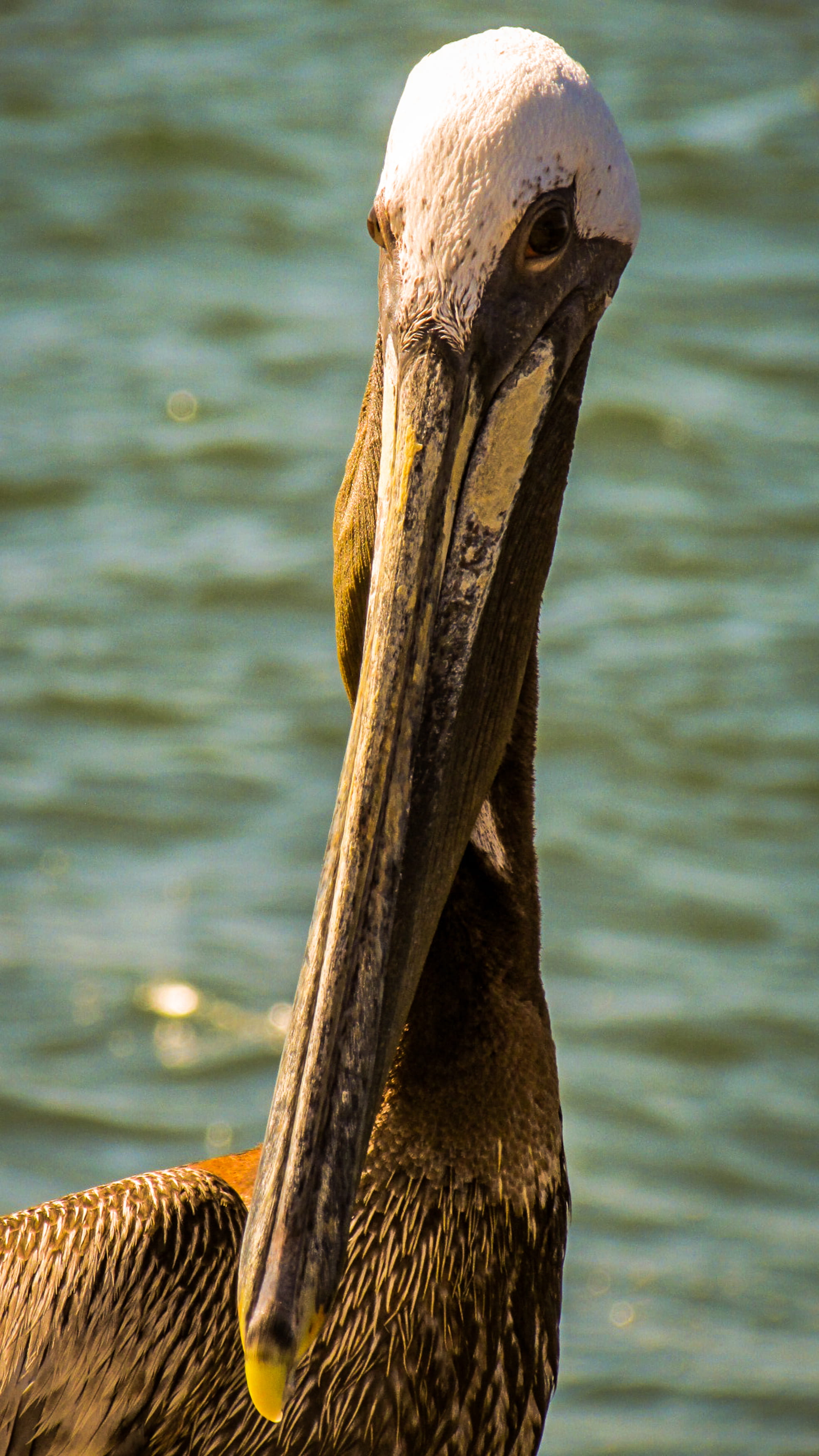nature, water, animal, animal head, the port a jetty, animals in the wild, focus on foreground, bird, animal neck, animal themes, animal body part, vertebrate, Phone HD Wallpaper