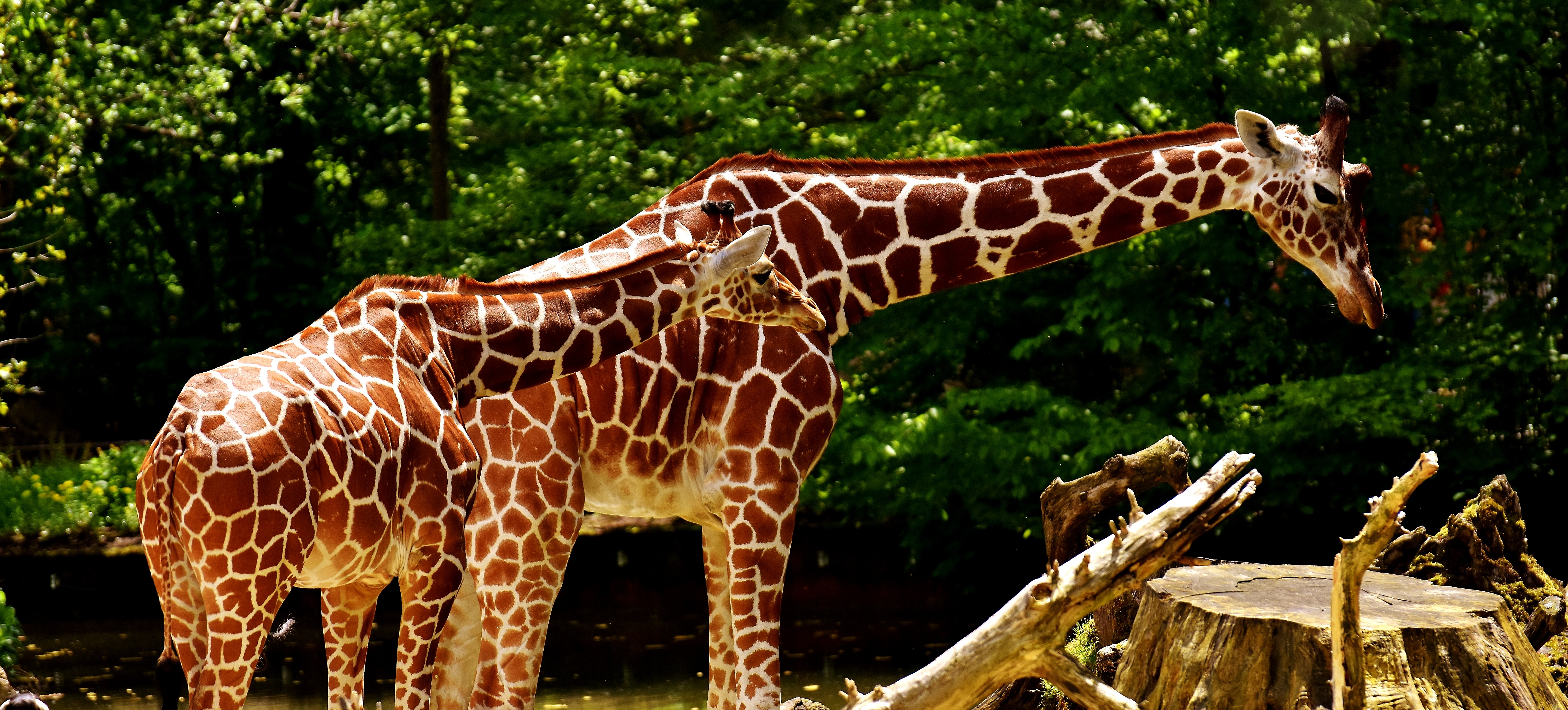 one animal, day, head, long jibe, animal, animal wildlife, sunlight, wild animal, giraffe, plant, tree, outdoors, animal themes, safari Animals, animal world, HD Wallpaper