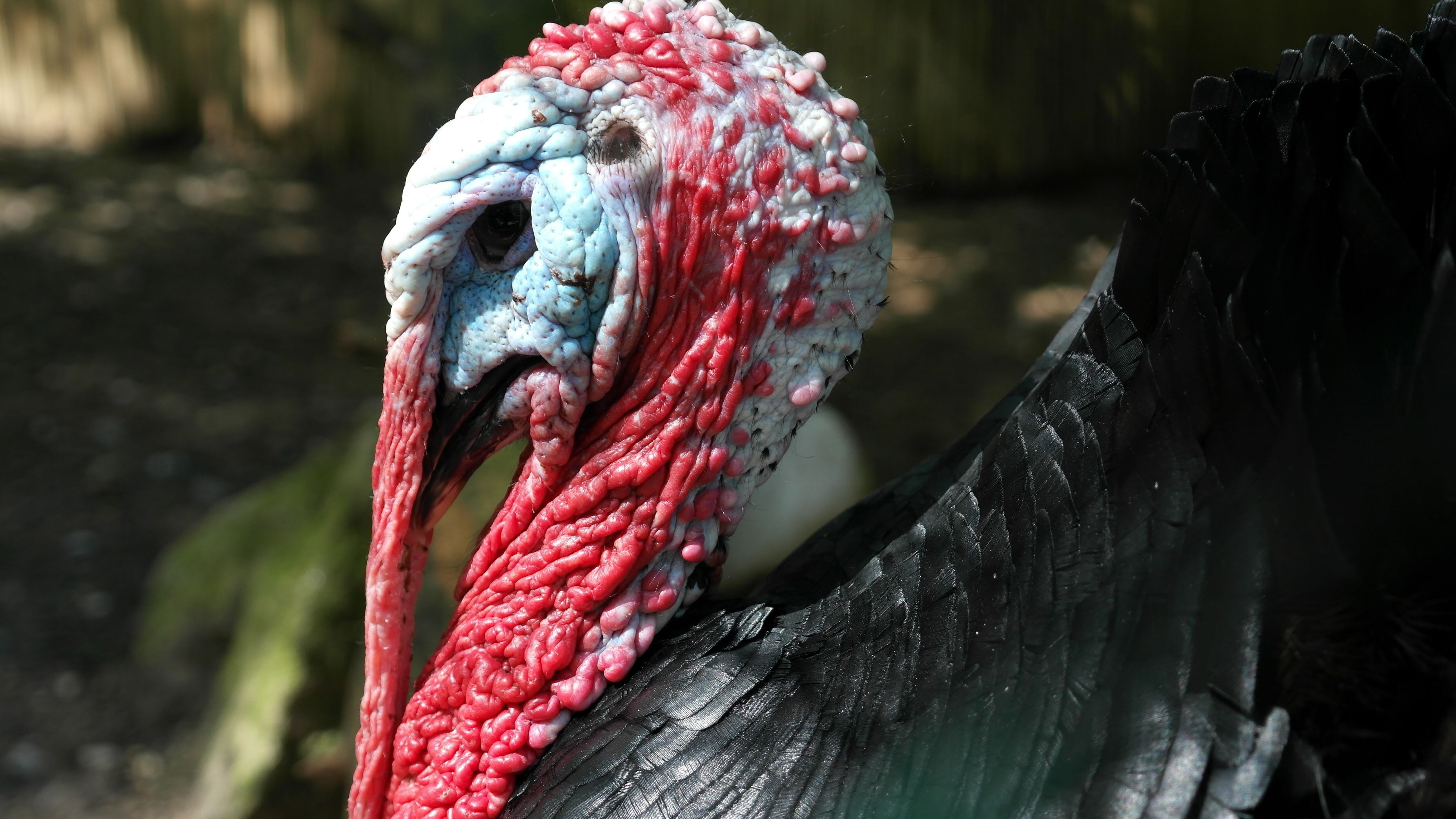 animals in the wild, meleagris gallopavo, animal, turkey, animal wildlife, species, vertebrate, animal themes, animal body part, selective, water, tree, HD Wallpaper