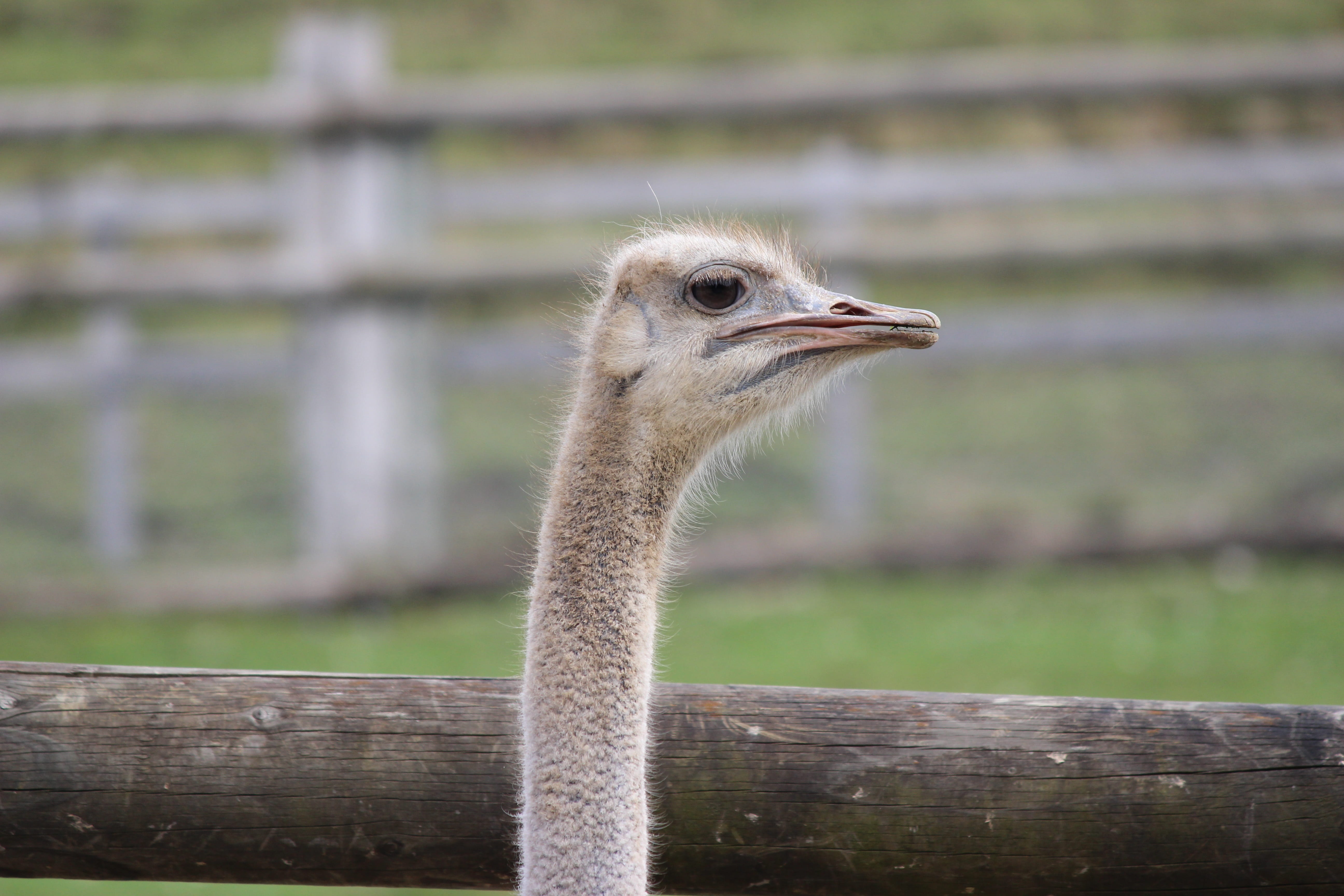 focus on foreground, look, wood - material, Zoo, no people, fence, animals in the wild, mammal, Bouquet, ranch, barrier, vertebrate, animal, bird, one animal, HD Wallpaper