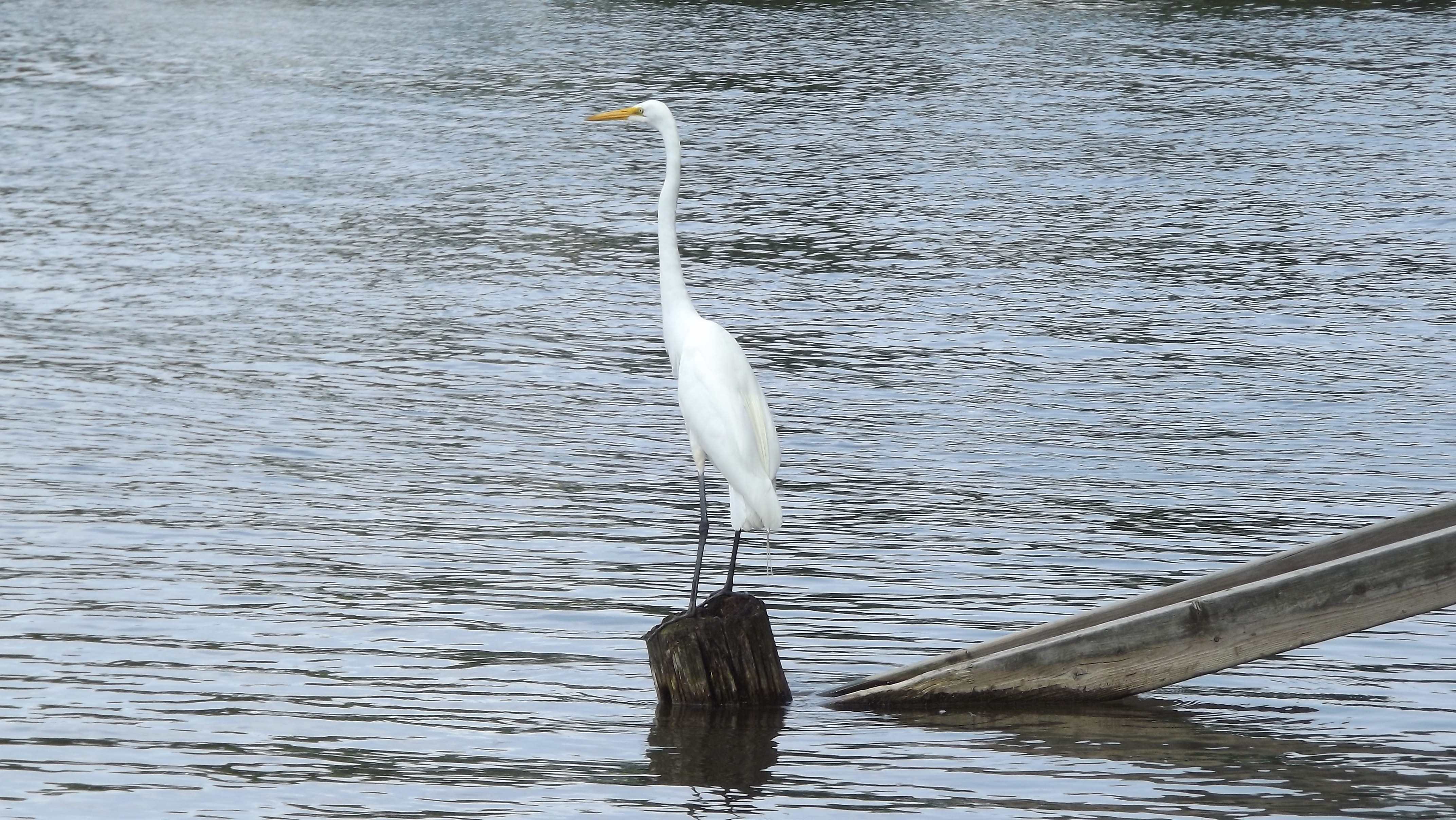 nature, heron, animal neck, wood - material, bird, 4K, water, animals in the wild, vertebrate, water bird, animal, great white egret, animal wildlife, HD Wallpaper