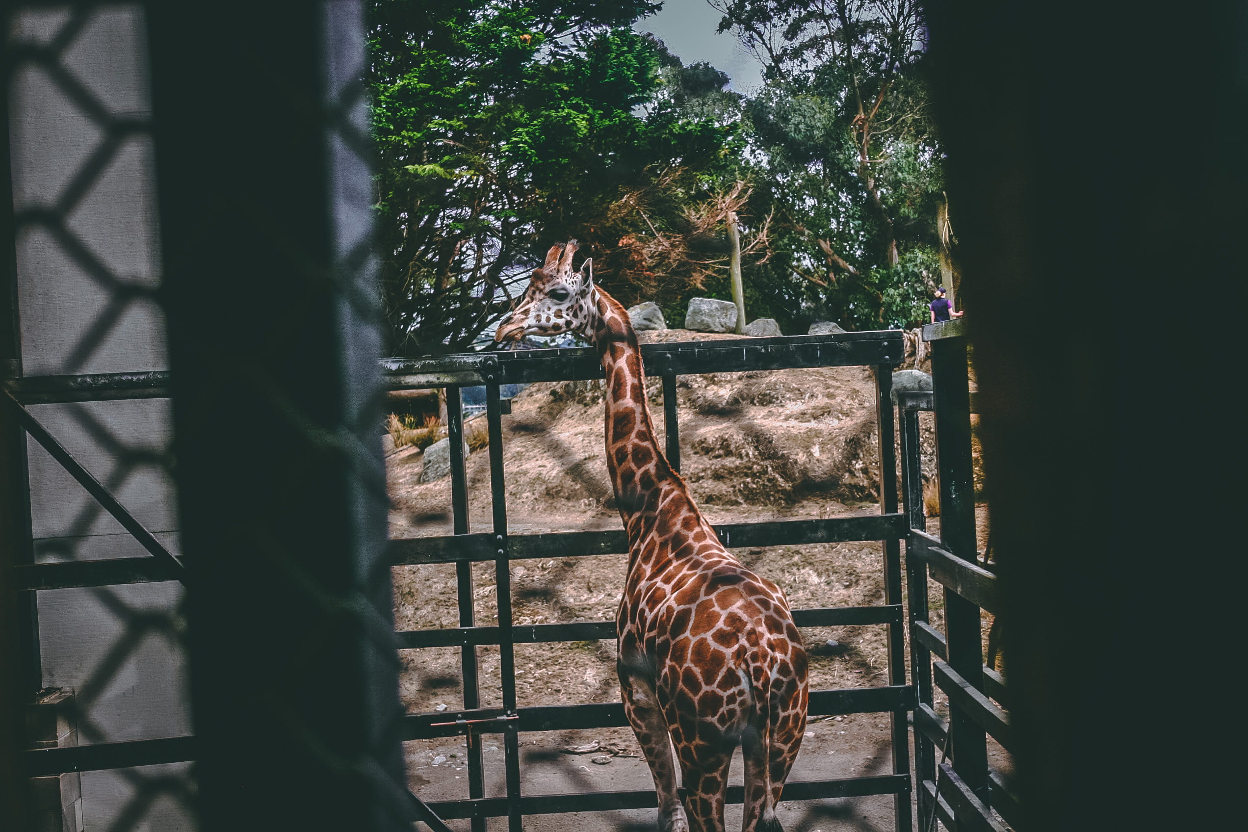 zoo, cage, wild, herbivorous, animal, fence, one animal, tree, park, trees, metal, mammal, boundary, long neck, 1080P, animal photography, daylight, wildlife, HD Wallpaper