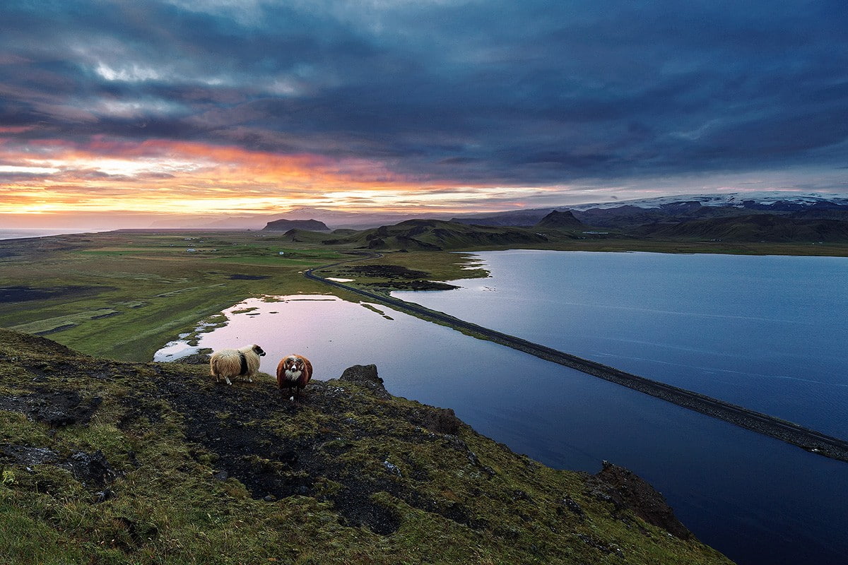 tranquility, tranquil scene, domestic animals, Iceland, mountain range, beauty in nature, cloud - sky, 480P, land, mammal, landscape, animal themes, mountain, HD Wallpaper