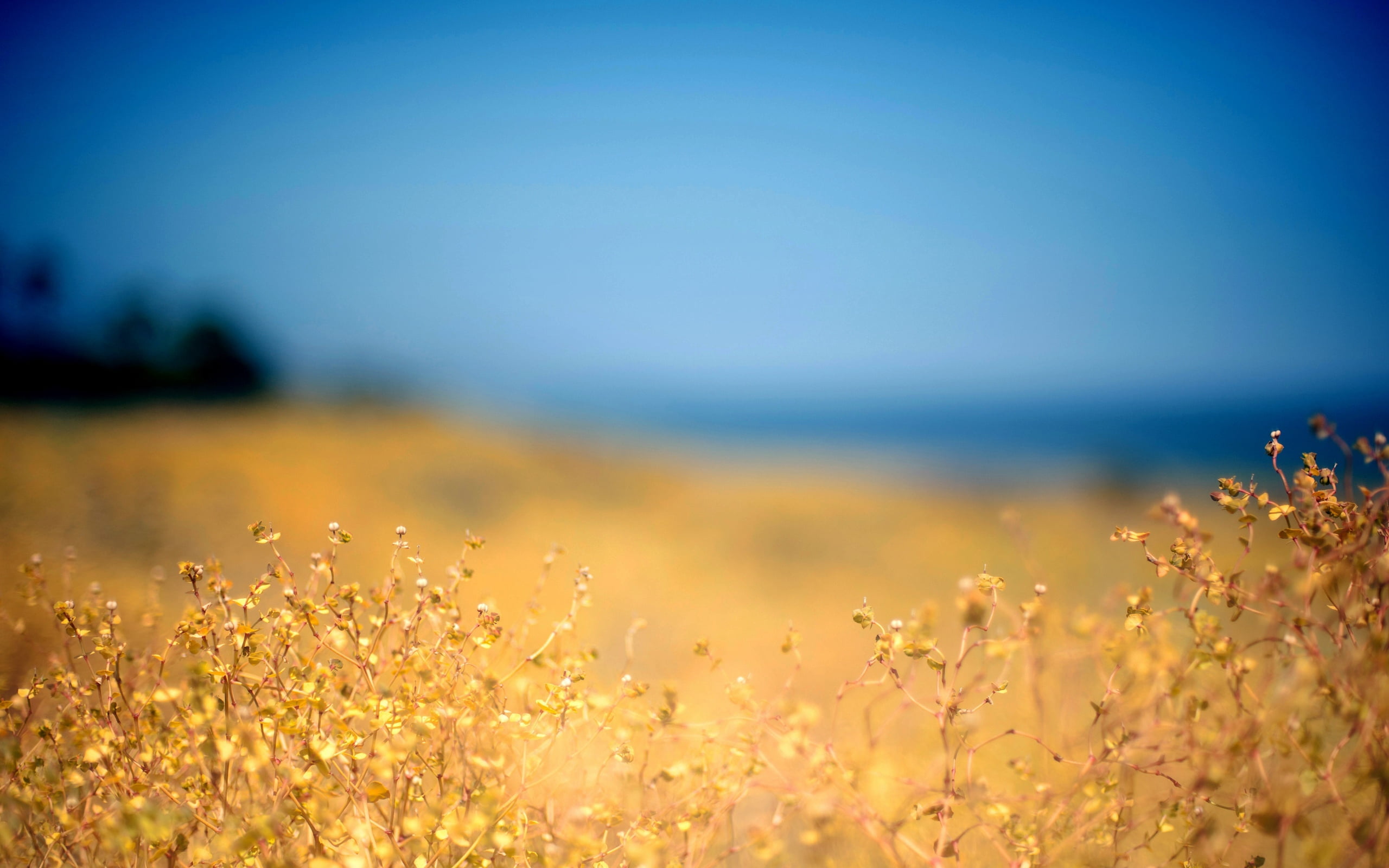 2K, autumn, tranquility, outdoors, grass, land, springtime, gold Colored, petaled, dusk, water, idyllic, non-Urban Scene, color Image, flowers, colors, HD Wallpaper