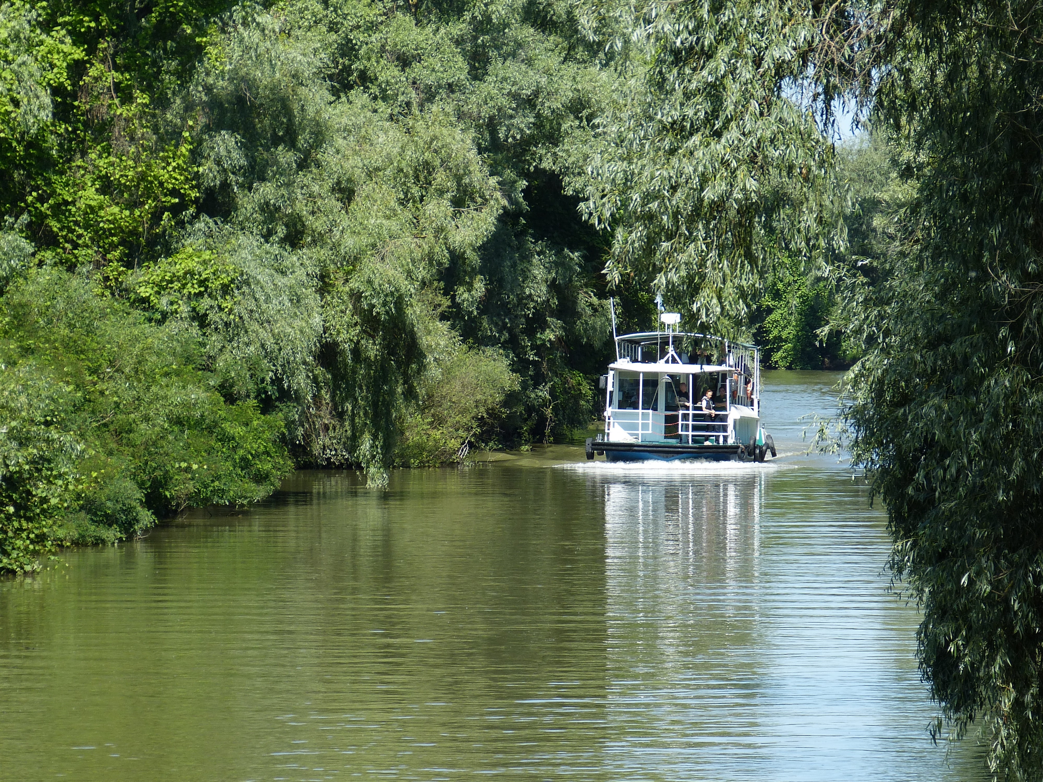 outdoors, plant, danube delta, passenger craft, no people, tulcea, south east europe, nature, 4K, tranquility, river cruise, romania, forest, water, beauty in nature, HD Wallpaper