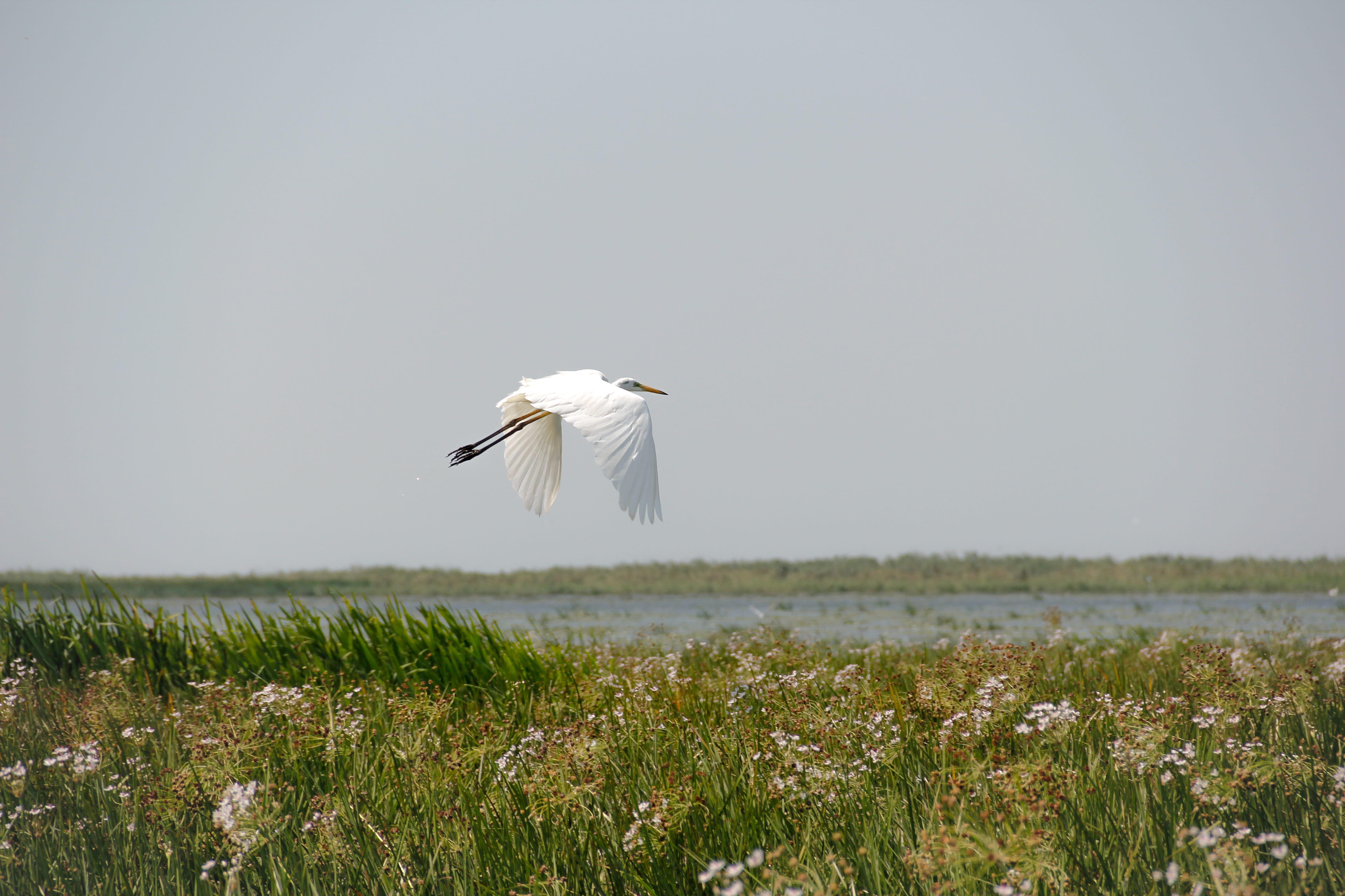 spread wings, ecology, mid-air, bird, natural reservation, flying bird, environment, natural, animal wildlife, green, tropical, plant, summer, 5K, outdoors, HD Wallpaper