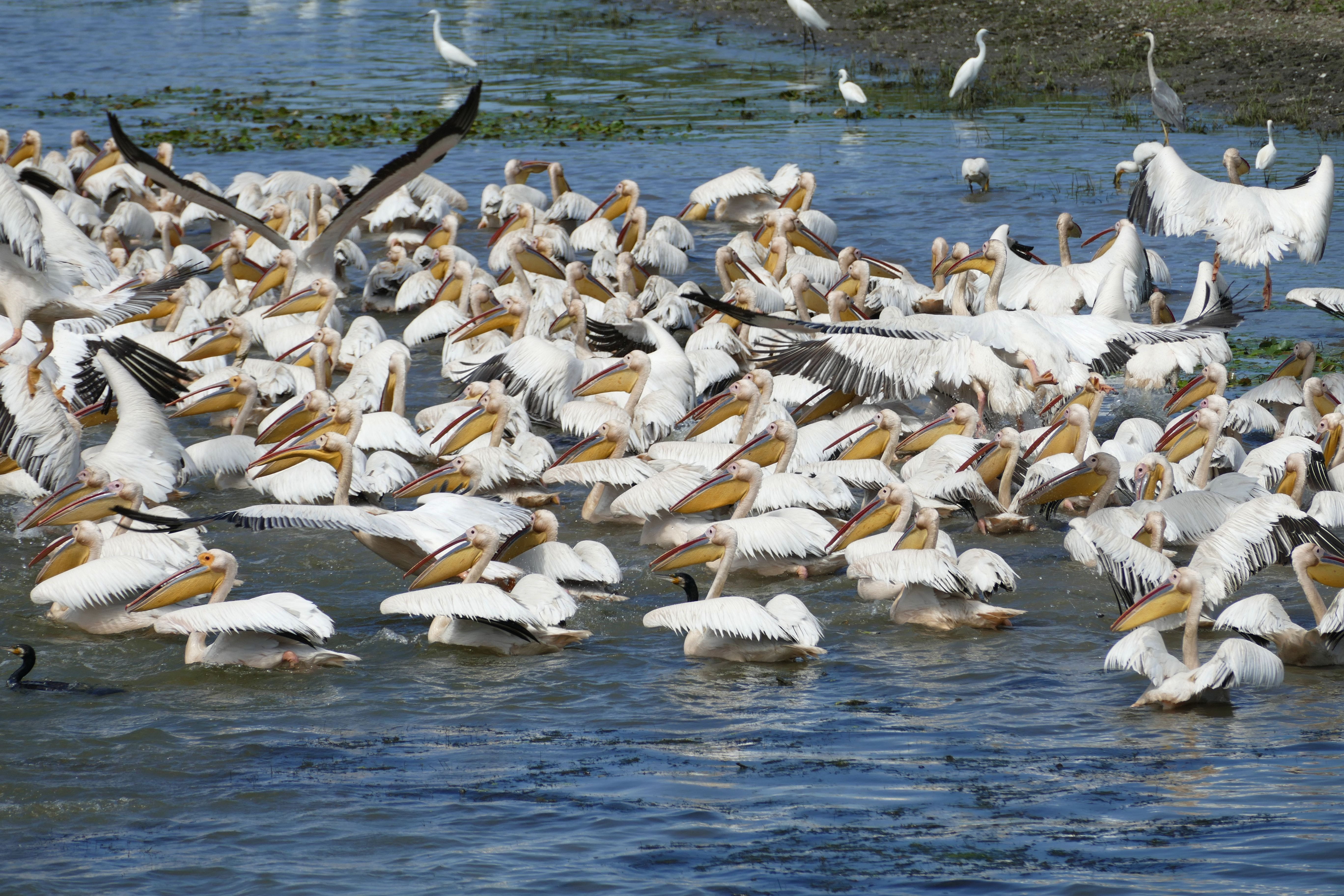 pelikan, animals in the wild, animal wildlife, flying, Romania, danube cruise, marine, large group of animals, vertebrate, group of animals, no people, HD Wallpaper