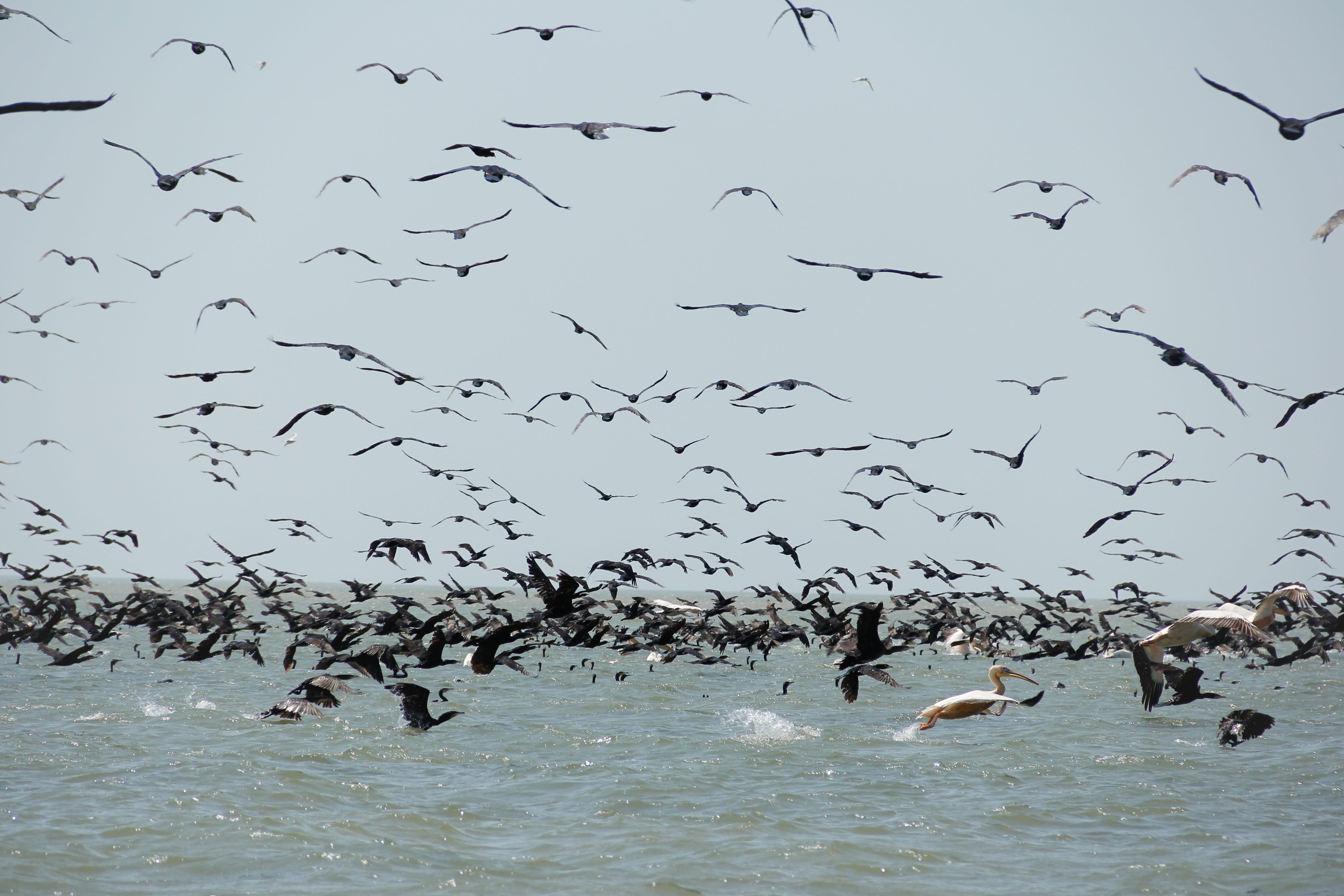 nature, exotic, animal, mid-air, luxuriant, bird, motion, animal themes, birds, spread wings, vertebrate, animal wildlife, marine, river, wildlife, group of animals, HD Wallpaper