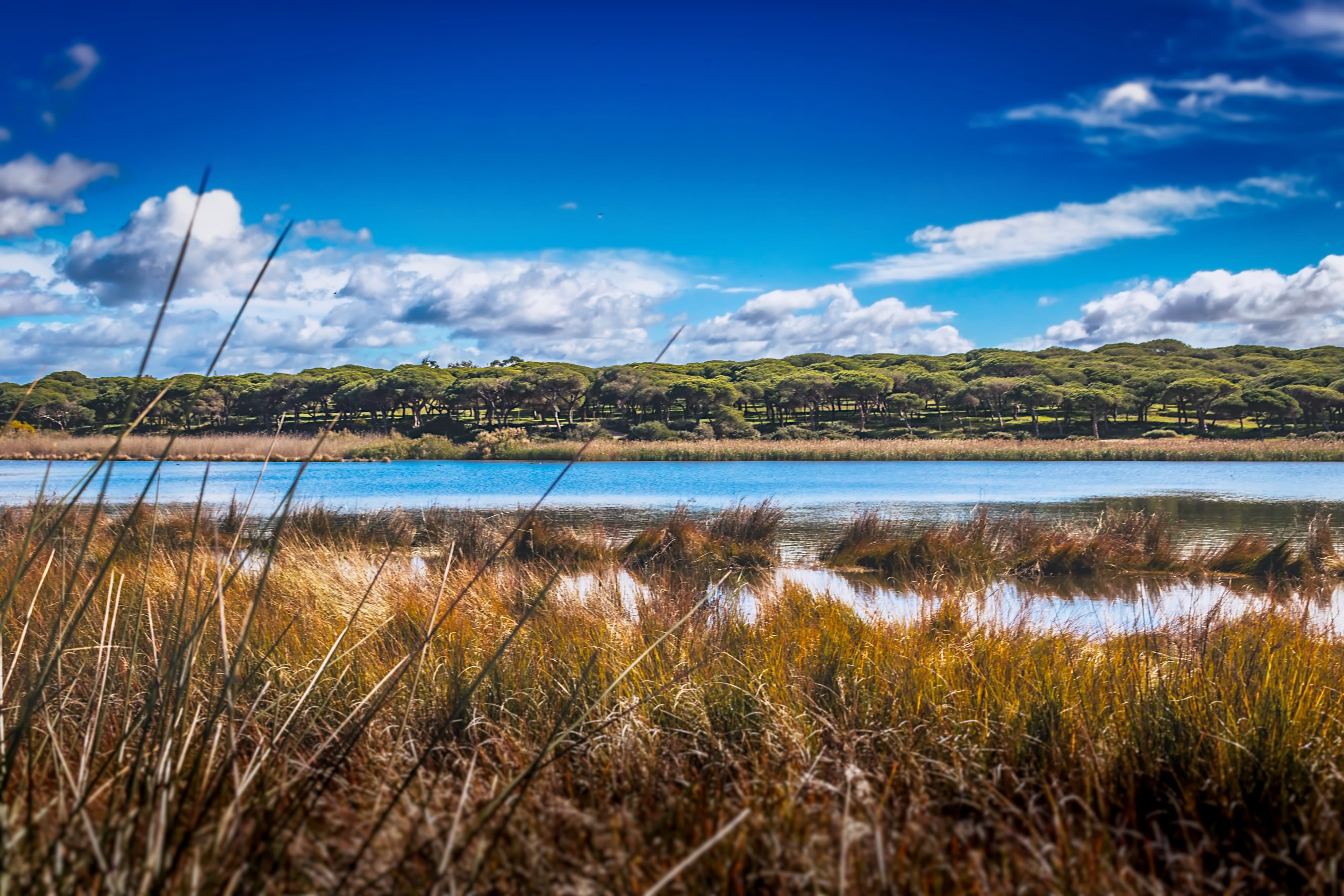 growth, tranquility, scenery, no people, tranquil scene, non-urban scene, environment, horizon, plant, day, cloud - sky, water, sky, land, grass, landscape, HD Wallpaper