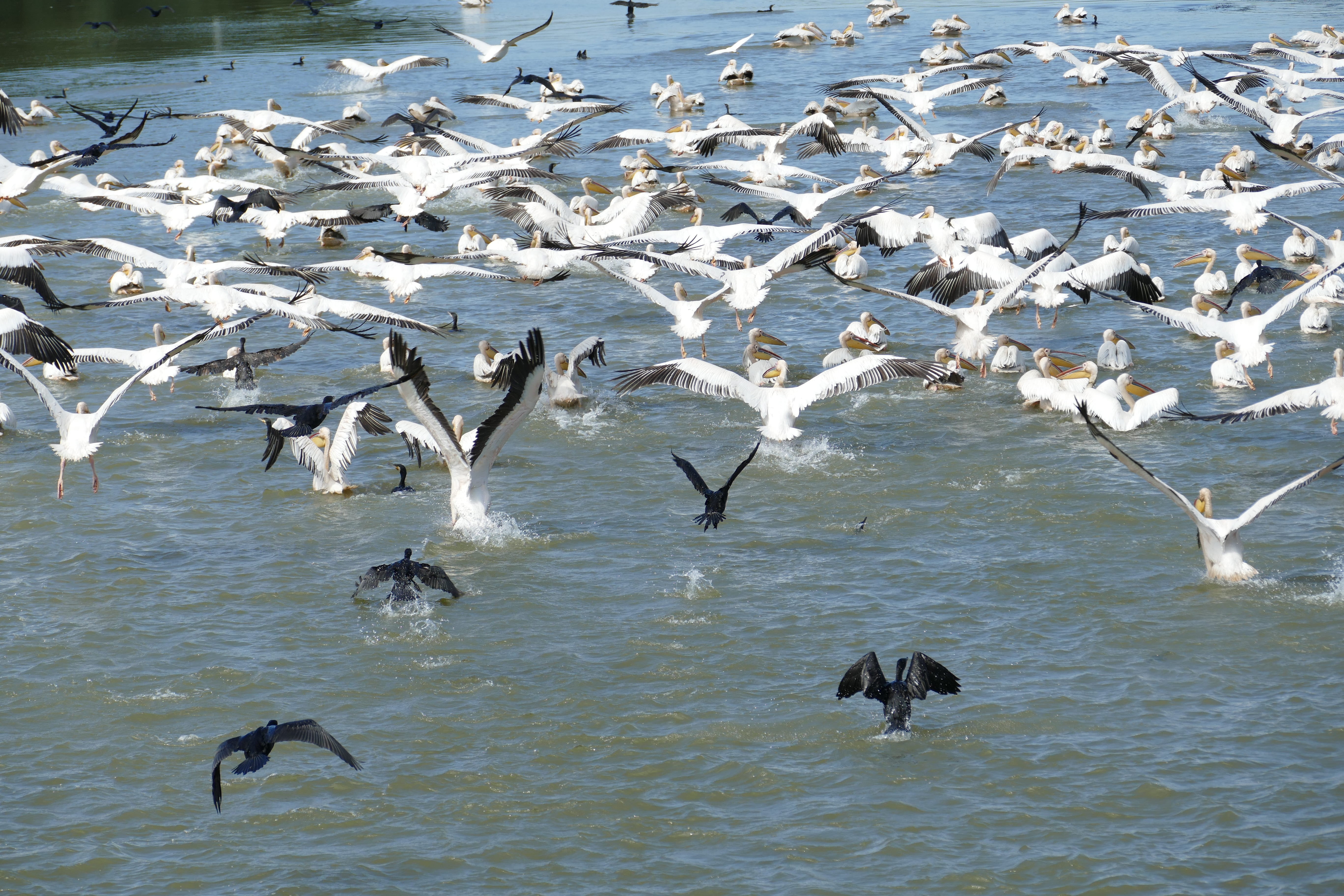 river cruise, no people, seagull, south east europe, group of animals, Danube, heron, 5K, day, flying, cormorant, Romania, tulcea, motion, mid-air, flock of birds, HD Wallpaper