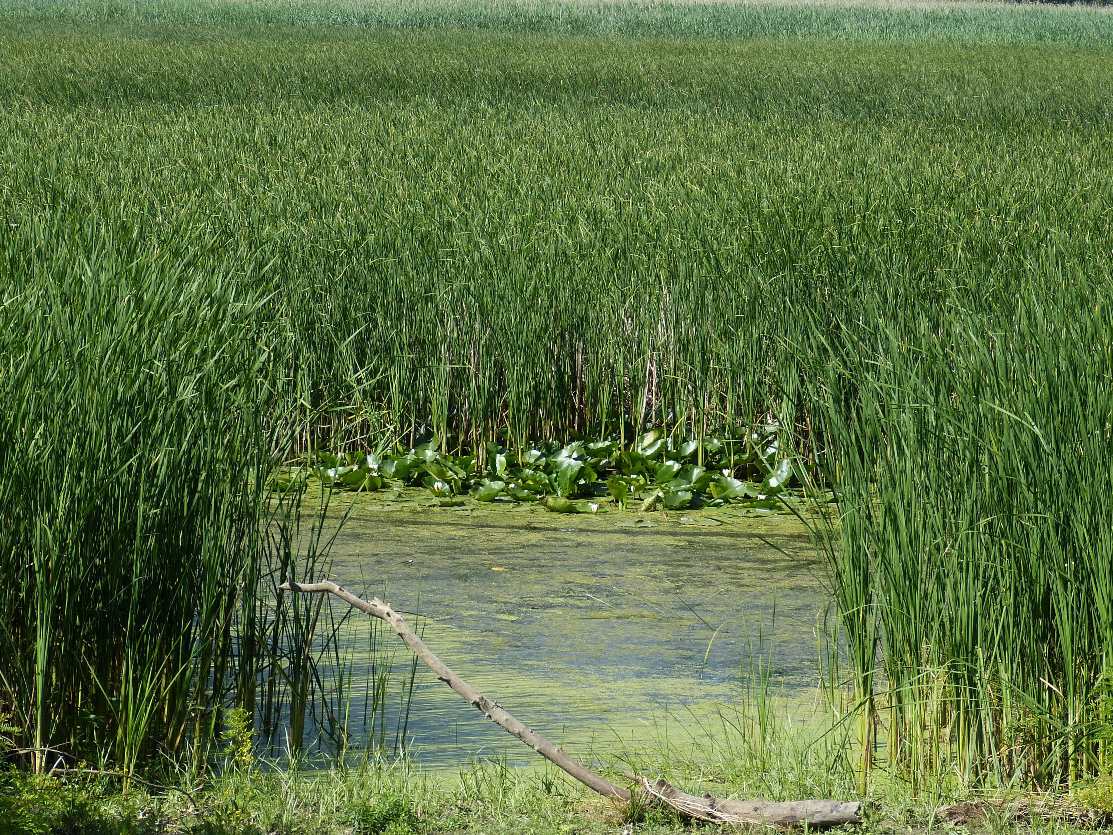 no people, reed, plant, farm, tranquility, landscape, 2K, nature, agriculture, delta, grass, danube cruise, danube delta, scenics - nature, day, outdoors, HD Wallpaper