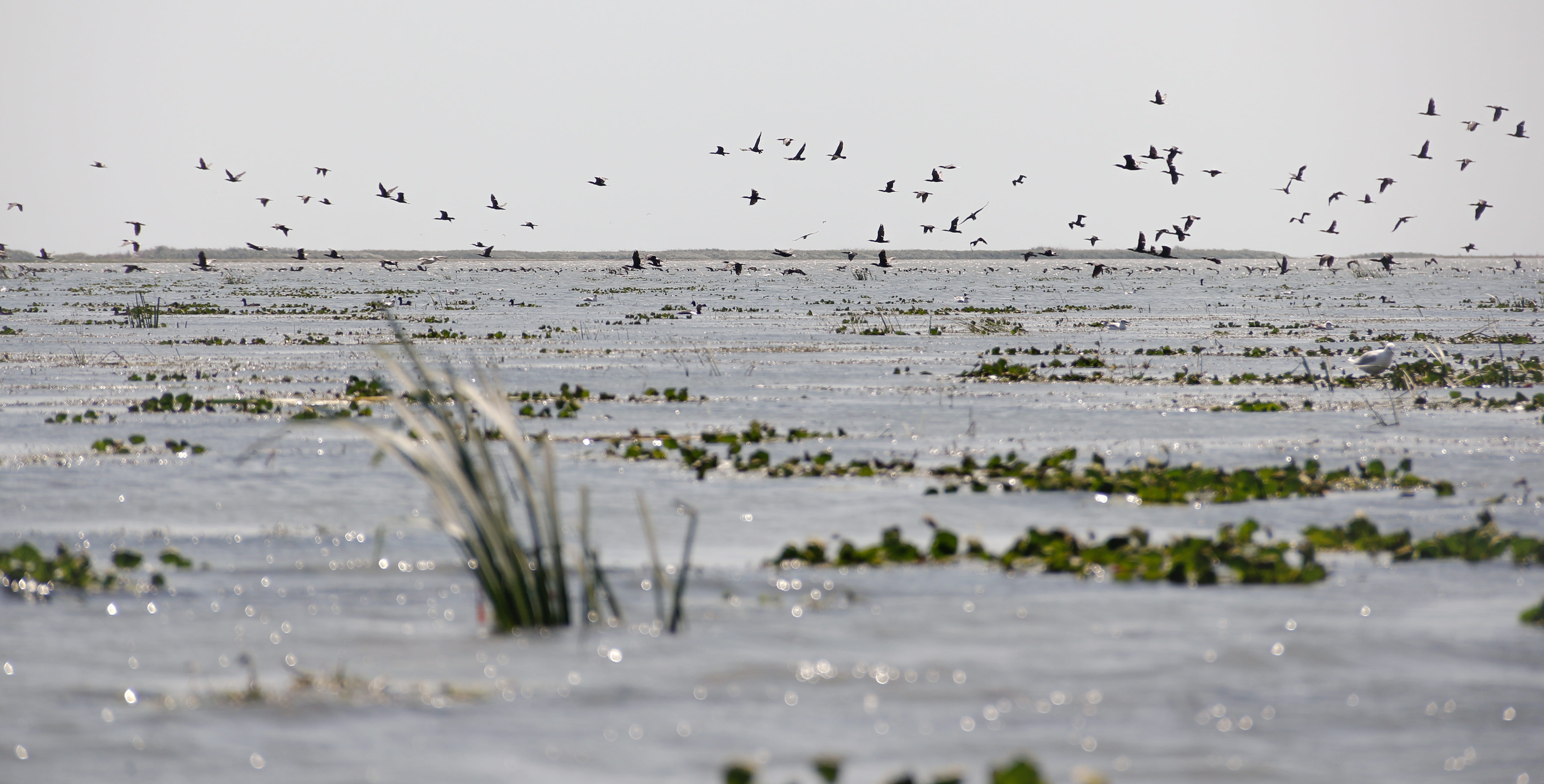 outdoors, motion, danube, river, land, bird, large group of animals, environment, flock of birds, 4K, natural reservation, water, wilderness, beach, flying, HD Wallpaper
