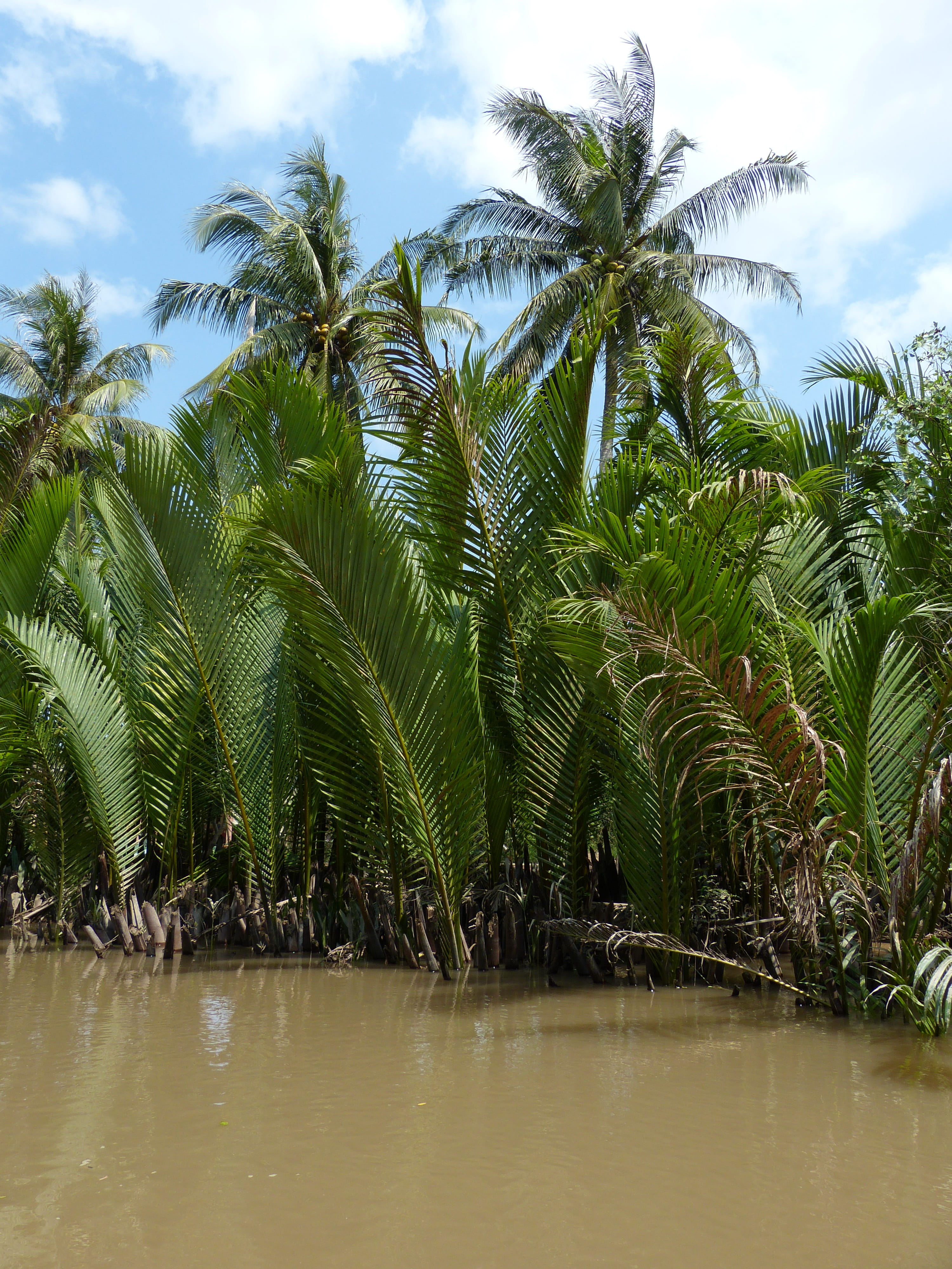 coconut tree, tropics, beauty in nature, mangrove, palm, sky, non-urban scene, Mekong Delta, coconut palm tree, scenics - nature, tropical climate, water, Phone HD Wallpaper