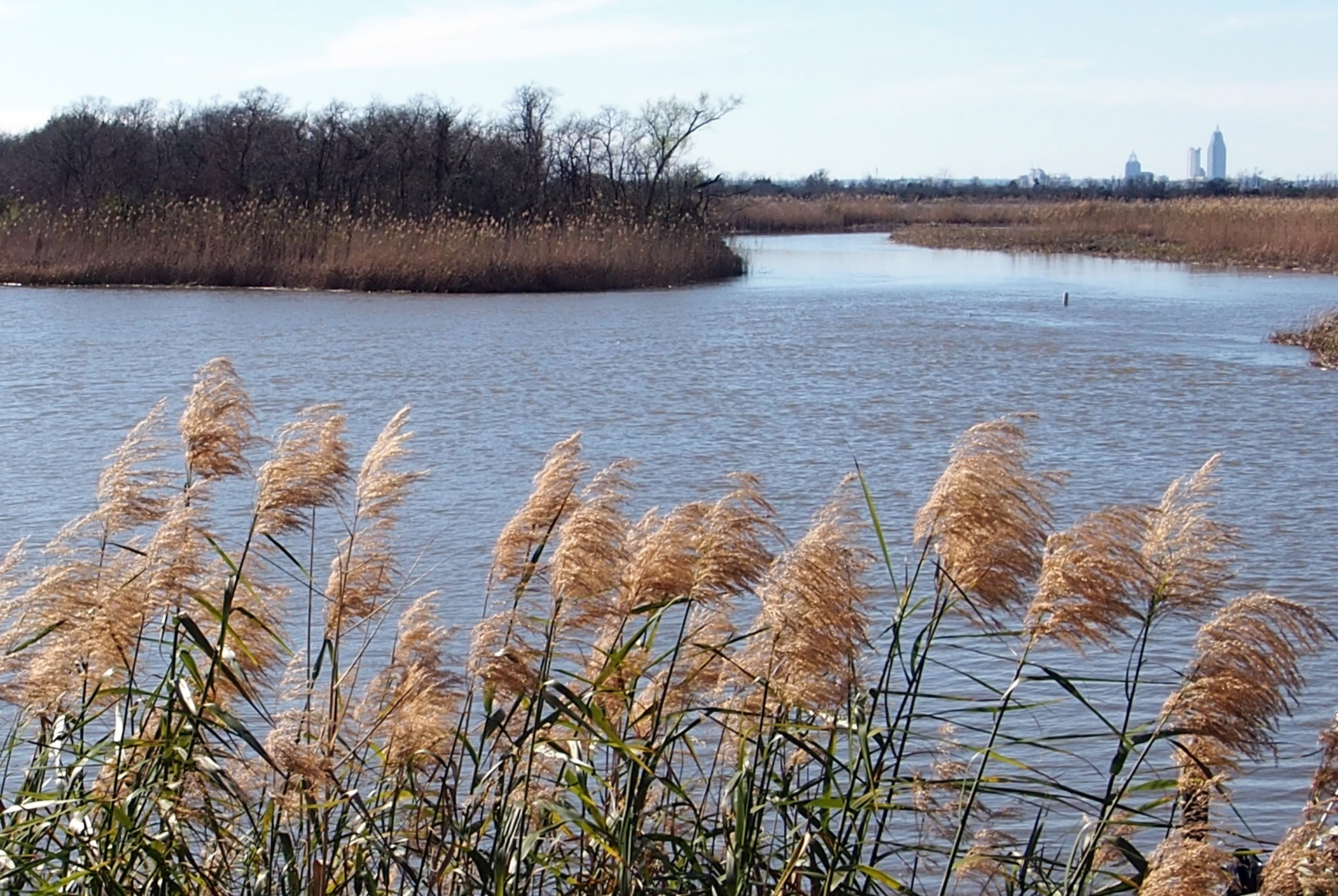 usa, nature, skyline, shoreline, beauty in nature, water, five rivers delta, bay, lakeshore, day, tranquility, timothy grass, spanish fort, outdoors, river, HD Wallpaper