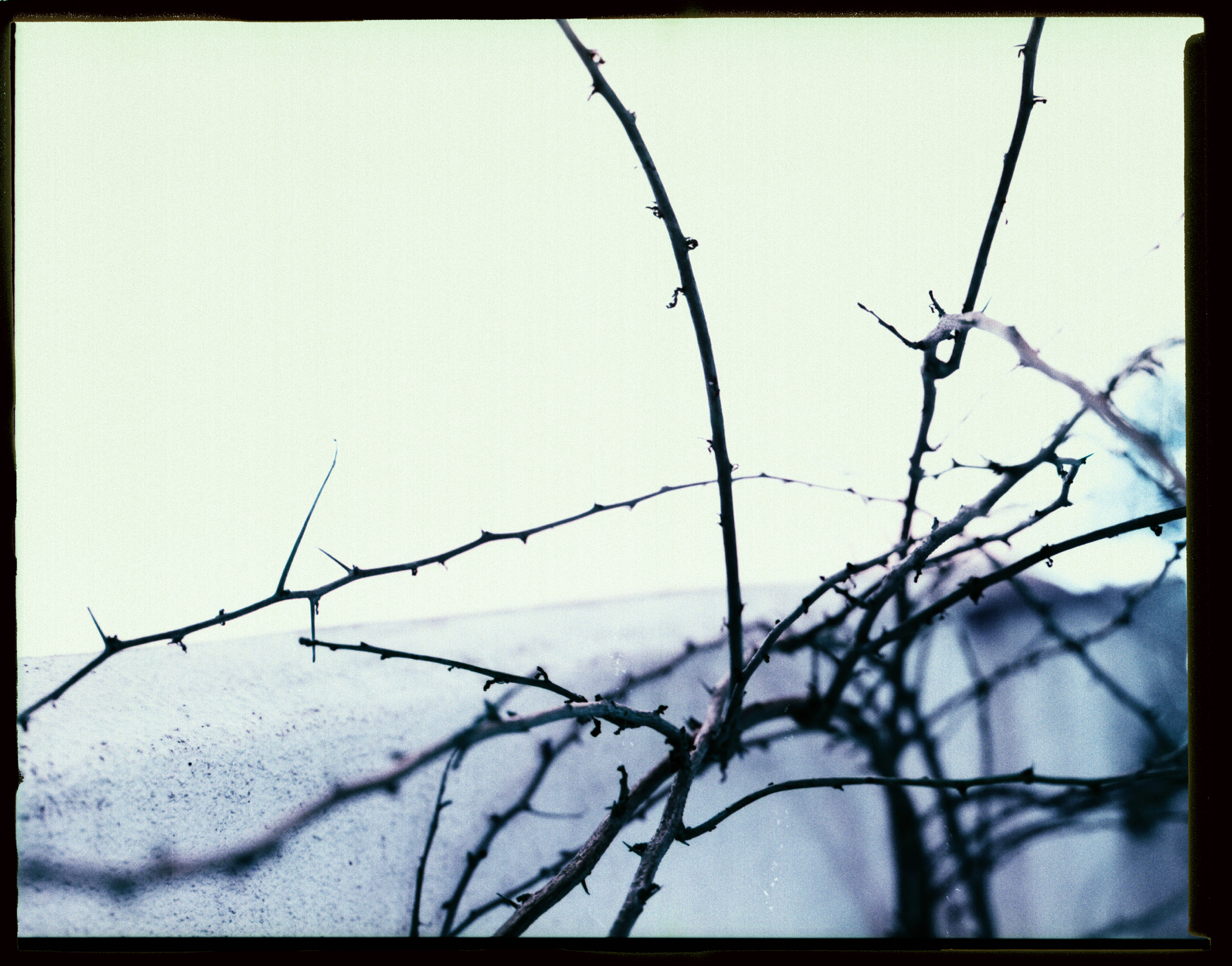 bare tree, bee eater, nature, robin, sphere, building, animal, snow, barbed wire, tranquility, bird, ice, close-up, transfer print, focus on foreground, HD Wallpaper