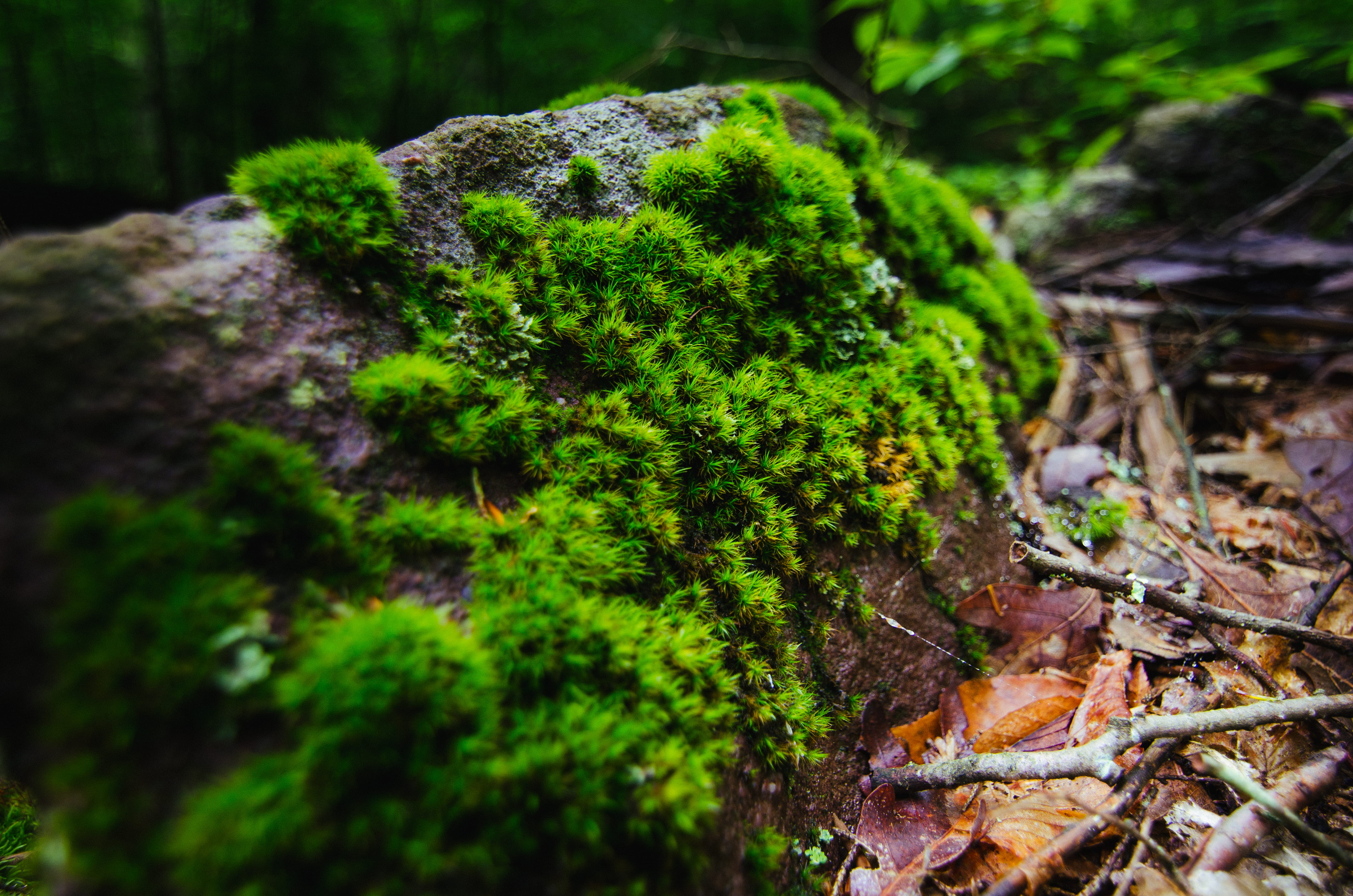 growth, twigs, green color, no people, close-up, moss, animal, lichen, tree, plant, selective focus, focus on foreground, forest, stokes state forest, land, HD Wallpaper