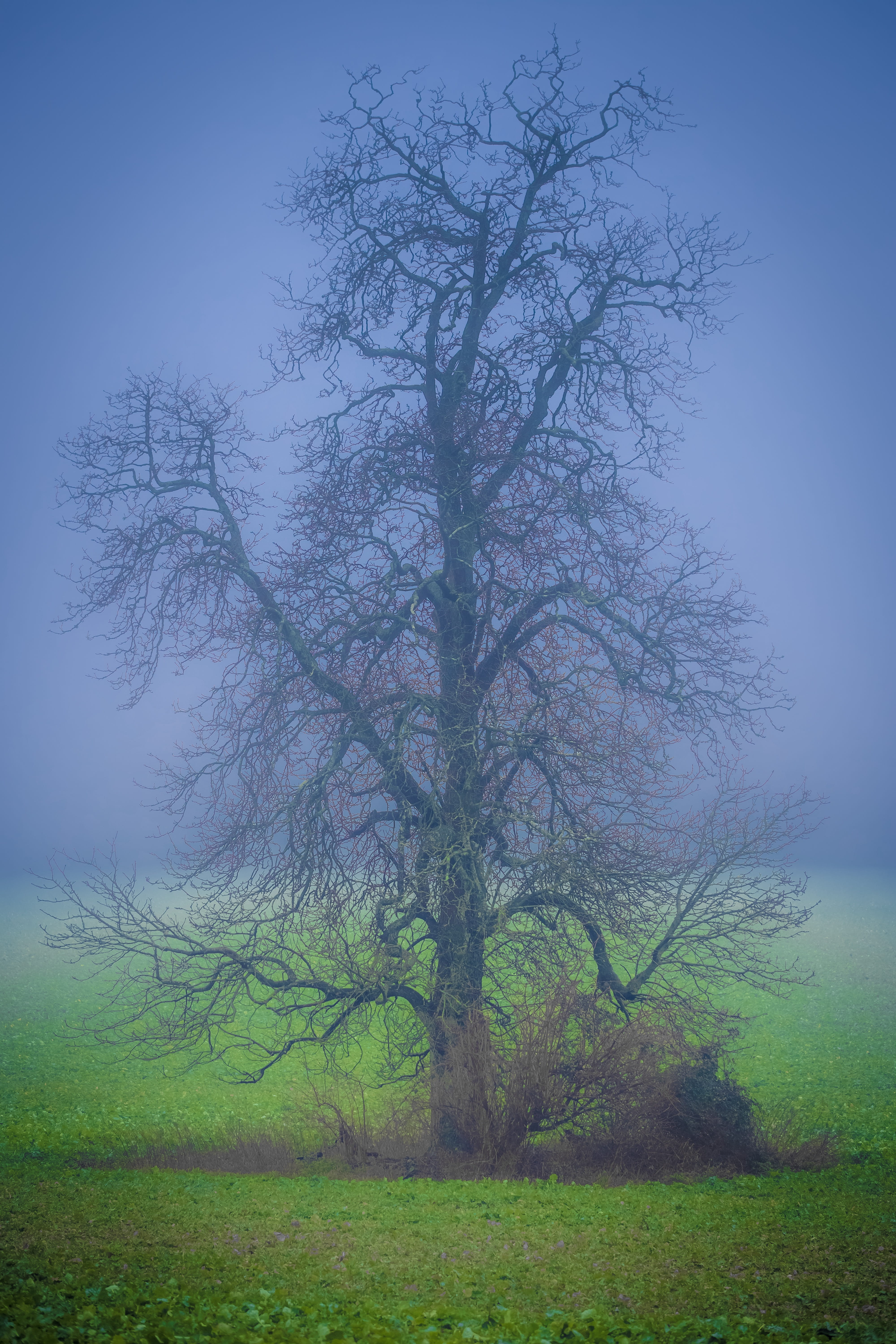 west stoke, funtington, grass, united kingdom, plant, landscape, outdoors, scenics - nature, bare tree, land, tree, countryside, tranquil scene, fog, tranquility, Phone HD Wallpaper