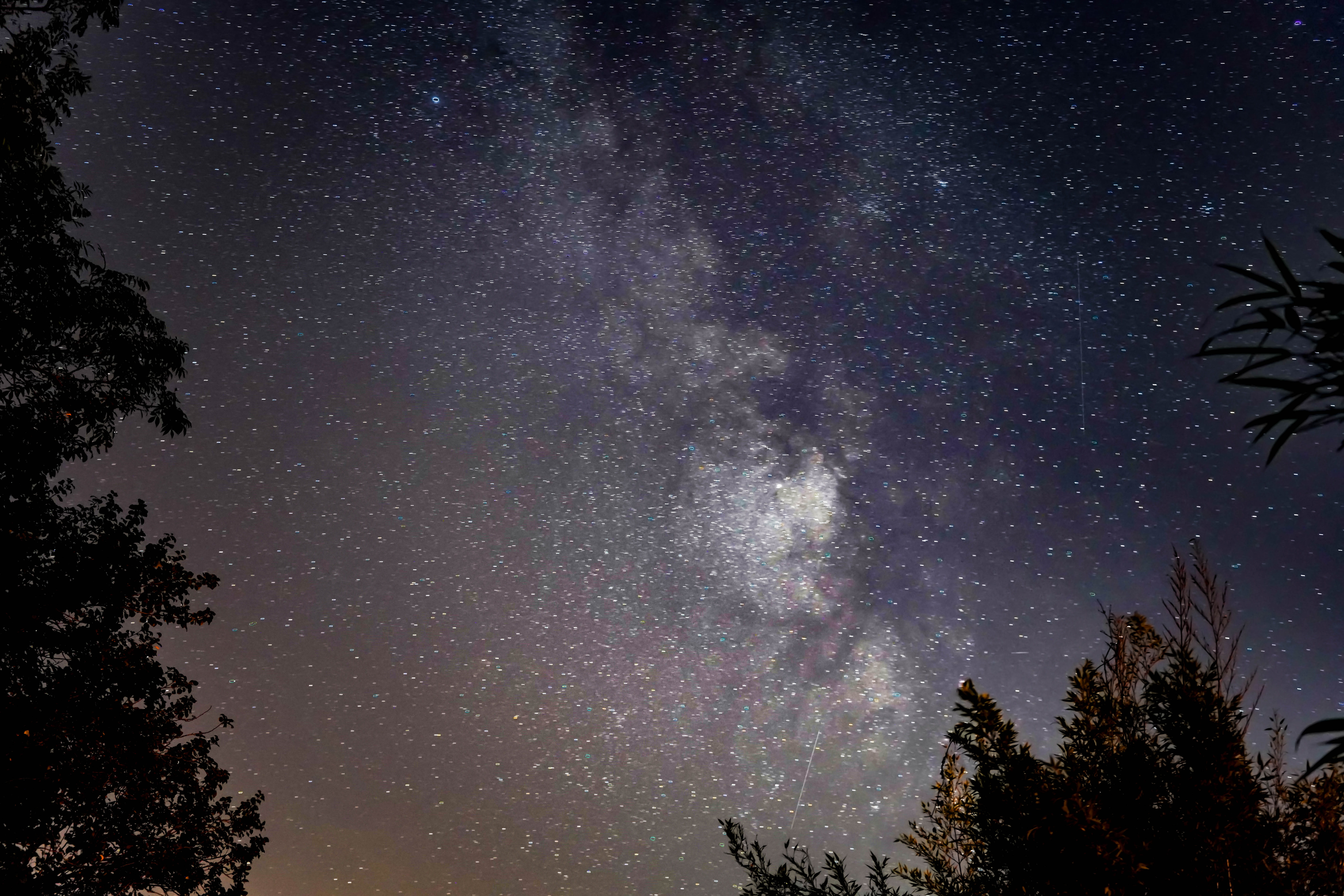 universe, south stoke, way, united kingdom, nature, trees, low angle view, galaxy, beauty in nature, starry sky, milky way, growth, night, plant, space, HD Wallpaper