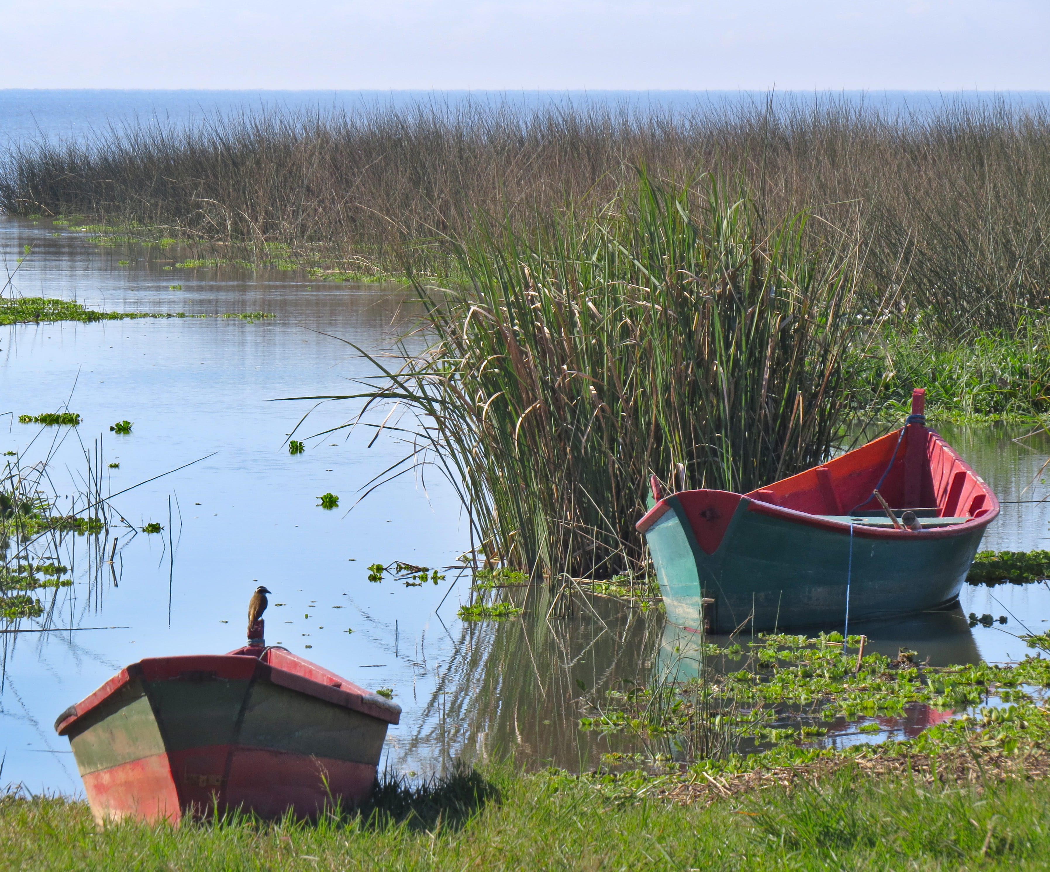 transportation, tranquility, water, moored, nature, grass, blue, growth, beauty in nature, day, lakeshore, plant, boat, lagoa dos patos, nautical vessel, HD Wallpaper