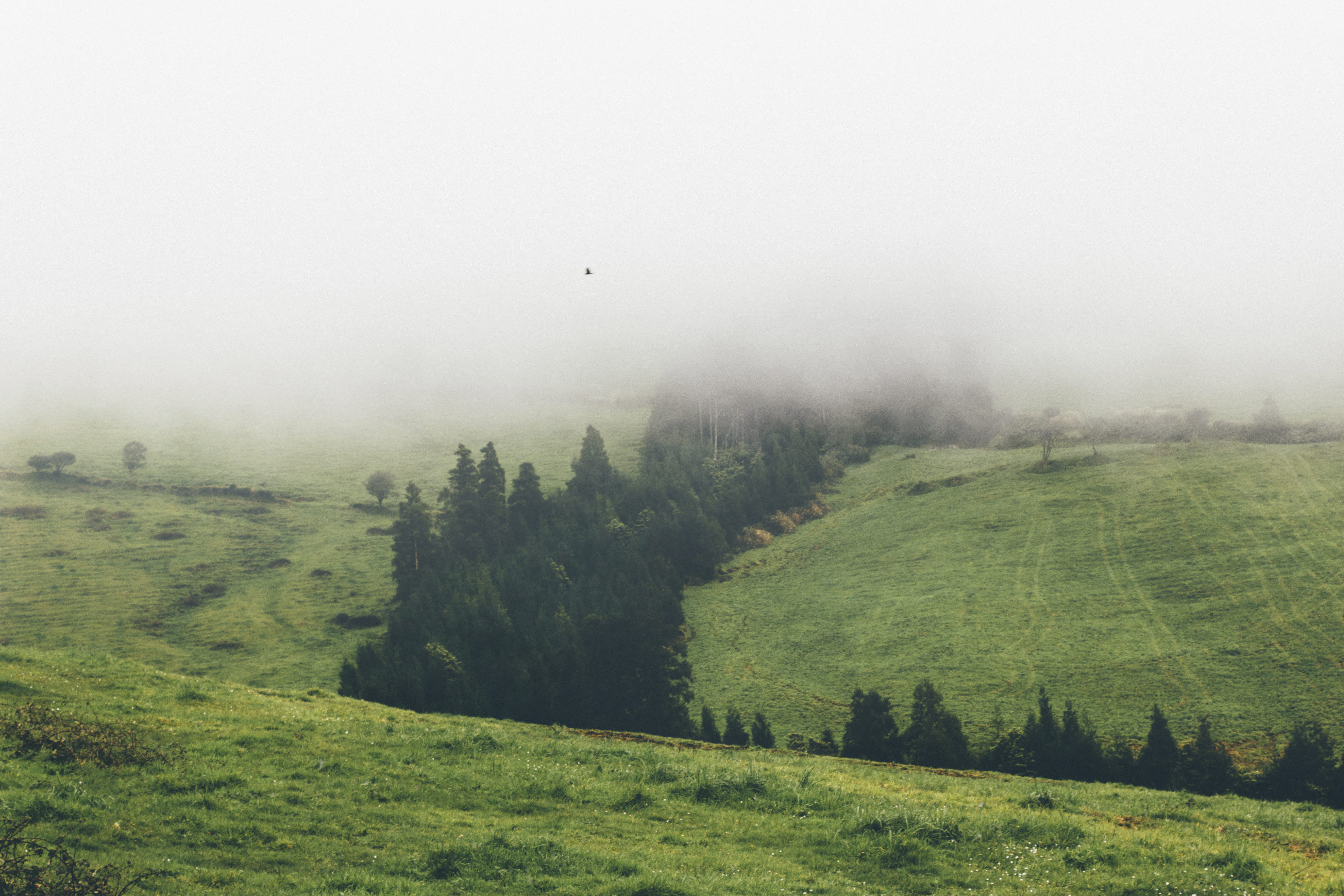 trees, outdoors, fog, land, tree, plant, 4K, scenics - nature, sky, green, tranquil scene, non-urban scene, lagoa, no people, azores, portugal, nature, HD Wallpaper