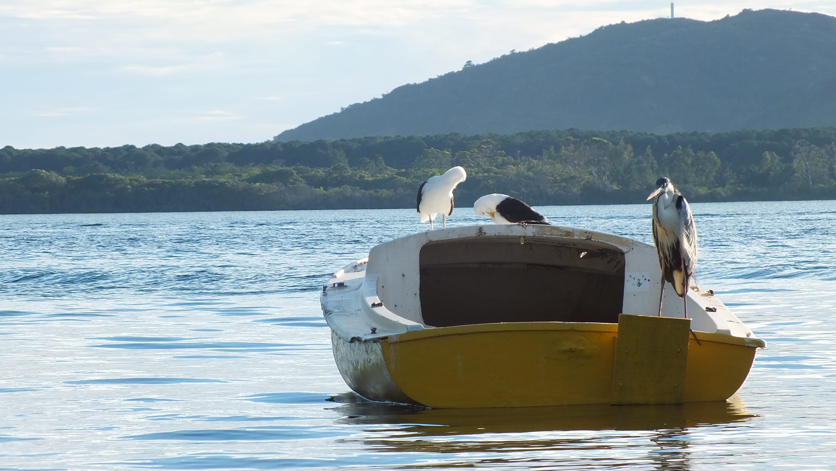 animal themes, nature, lagoa da conceição, outdoors, mode of transportation, transportation, perching, brazil, animals in the wild, sky, water, day, animal wildlife, HD Wallpaper